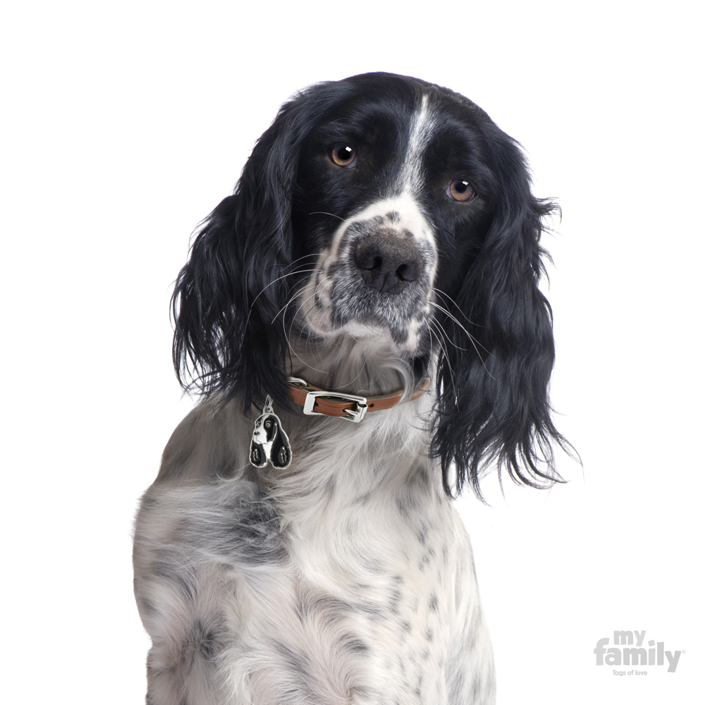 0026967_black-and-white-springer-spaniel-id-dog-tag