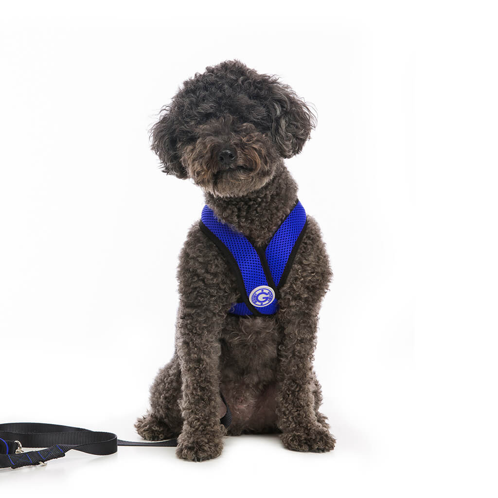 black-mini-poodle-wearing-blue-comfort-x-head-in-harness-front-view-1024x1024_cc683e4d-5acb-41ac-924d-80348c4ea2b0_1260x