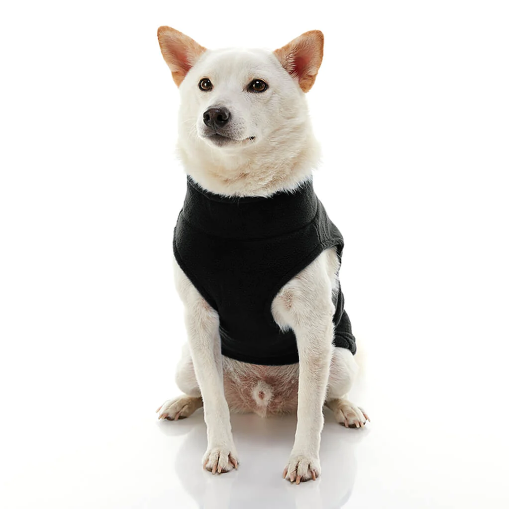 gooby-office-dog-loki-a-white-shiba-inu-wearing-black-zip-up-fleece-vest-sitting-down-front-view-1024x1024px