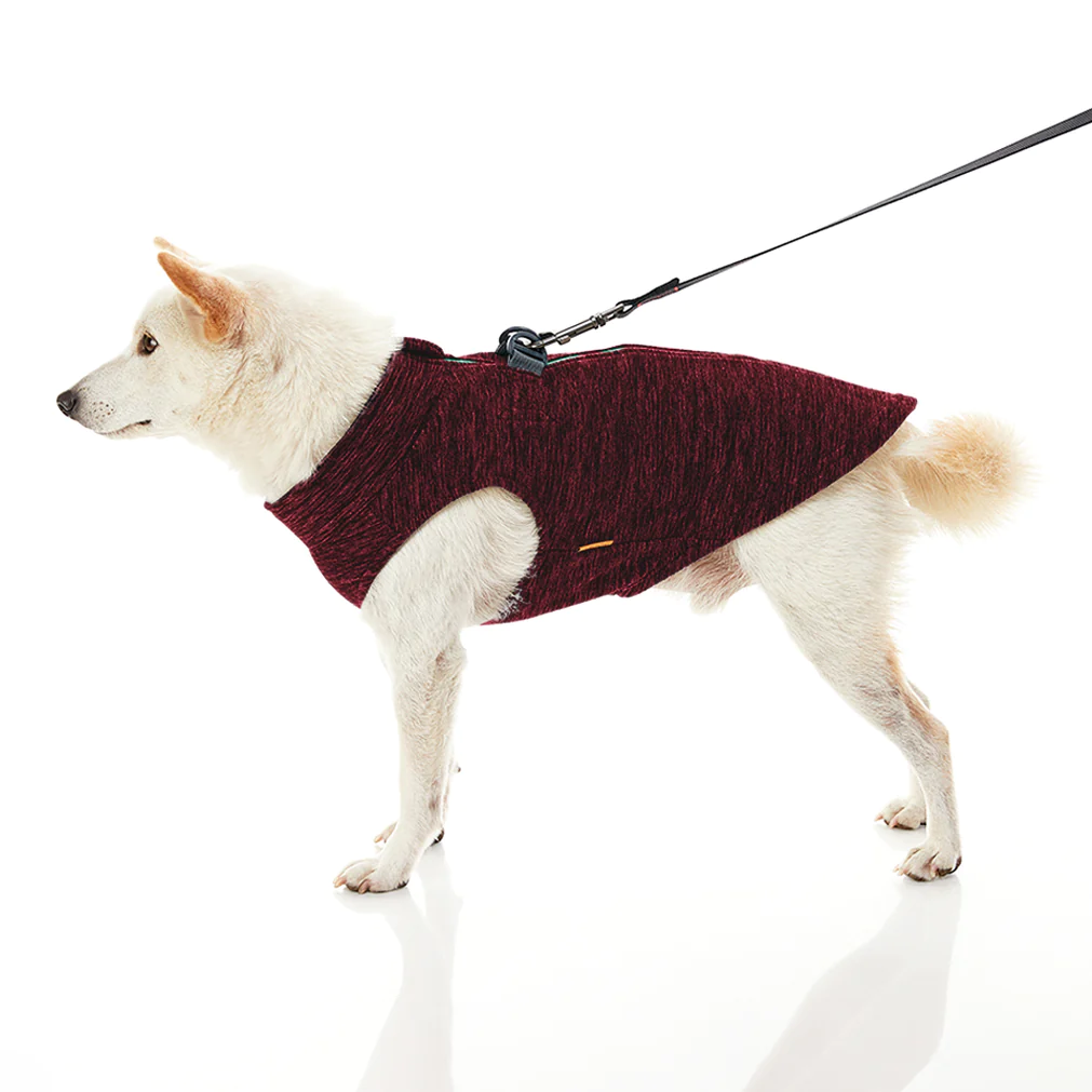 gooby-office-dog-loki-a-white-shiba-inu-wearing-fuschia-zip-up-fleece-vest-with-leash-standing-up-down-side-view-1024x1024px
