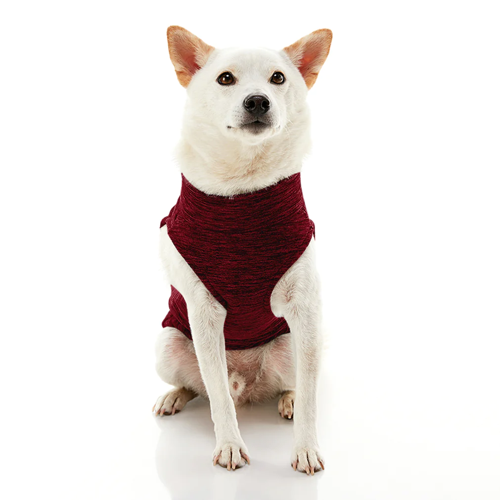 gooby-office-dog-loki-a-white-shiba-inu-wearing-fuschia-zip-up-fleece-vest-sitting-down-front-view-1024x1024px