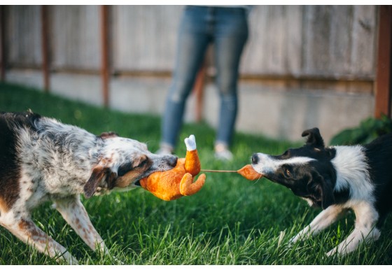 holiday_classic_holiday_hound_turkey_by_p.l.a.y._tug-of-war