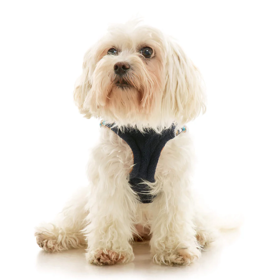 72116-nala-a-maltese-mix-wearing-zip-up-deer-blue-sitting-down-front-view-2048x2048px-tinified