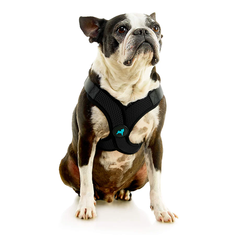04234-miles-a-boston-terrier-wearing-comfort-x-step-in-lite-in-black-sitting-down-front-view-2048x2048px