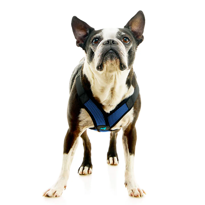 04234-miles-a-boston-terrier-wearing-comfort-x-step-in-lite-in-blue-standing-up-front-view-2048x2048px