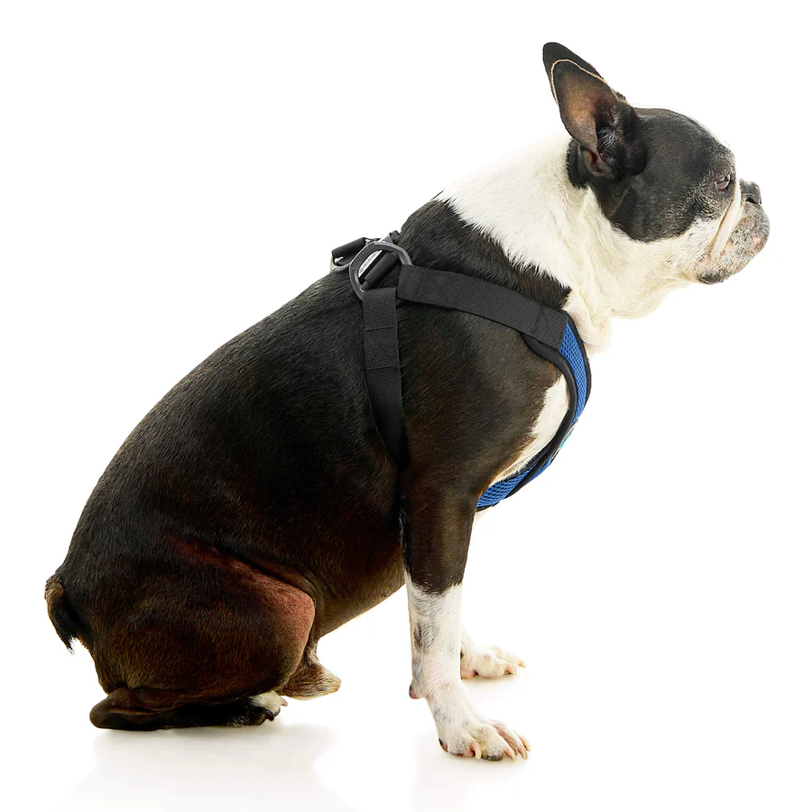 04234-miles-a-boston-terrier-wearing-comfort-x-step-in-lite-in-blue-sitting-down-side-view-2048x2048px
