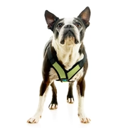 04234-miles-a-boston-terrier-wearing-comfort-x-step-in-lite-in-green-standing-up-front-view-2048x2048px (1)