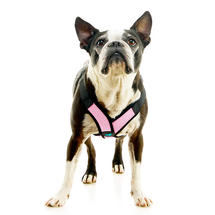 04234-miles-a-boston-terrier-wearing-comfort-x-step-in-lite-in-pink-standing-up-front-view-2048x2048px