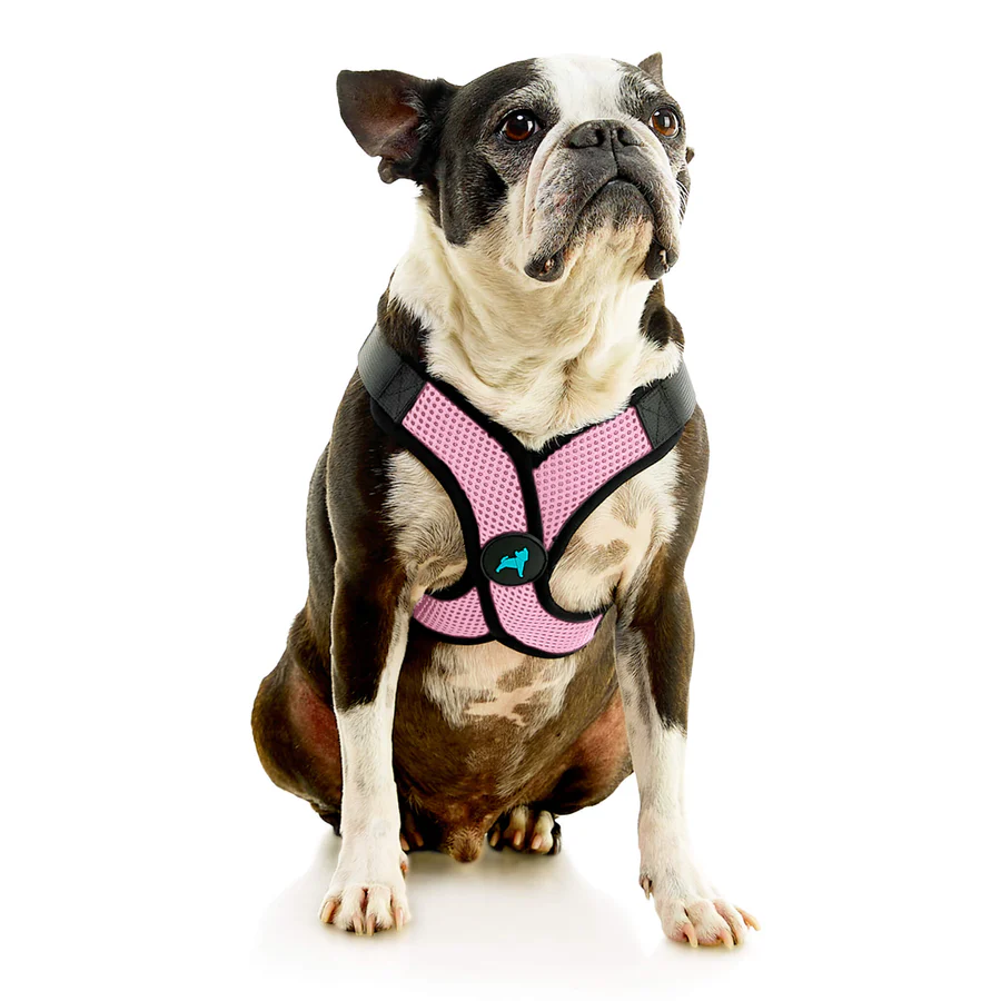 04234-miles-a-boston-terrier-wearing-comfort-x-step-in-lite-in-pink-sitting-down-front-view-2048x2048px