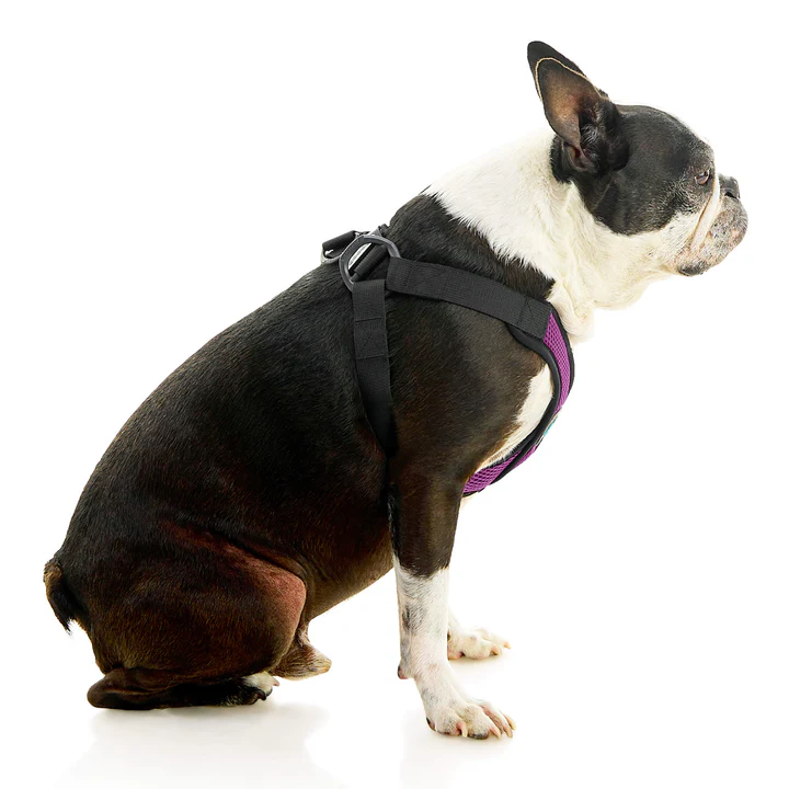 04234-miles-a-boston-terrier-wearing-comfort-x-step-in-lite-in-purple-sitting-down-side-view-2048x2048px