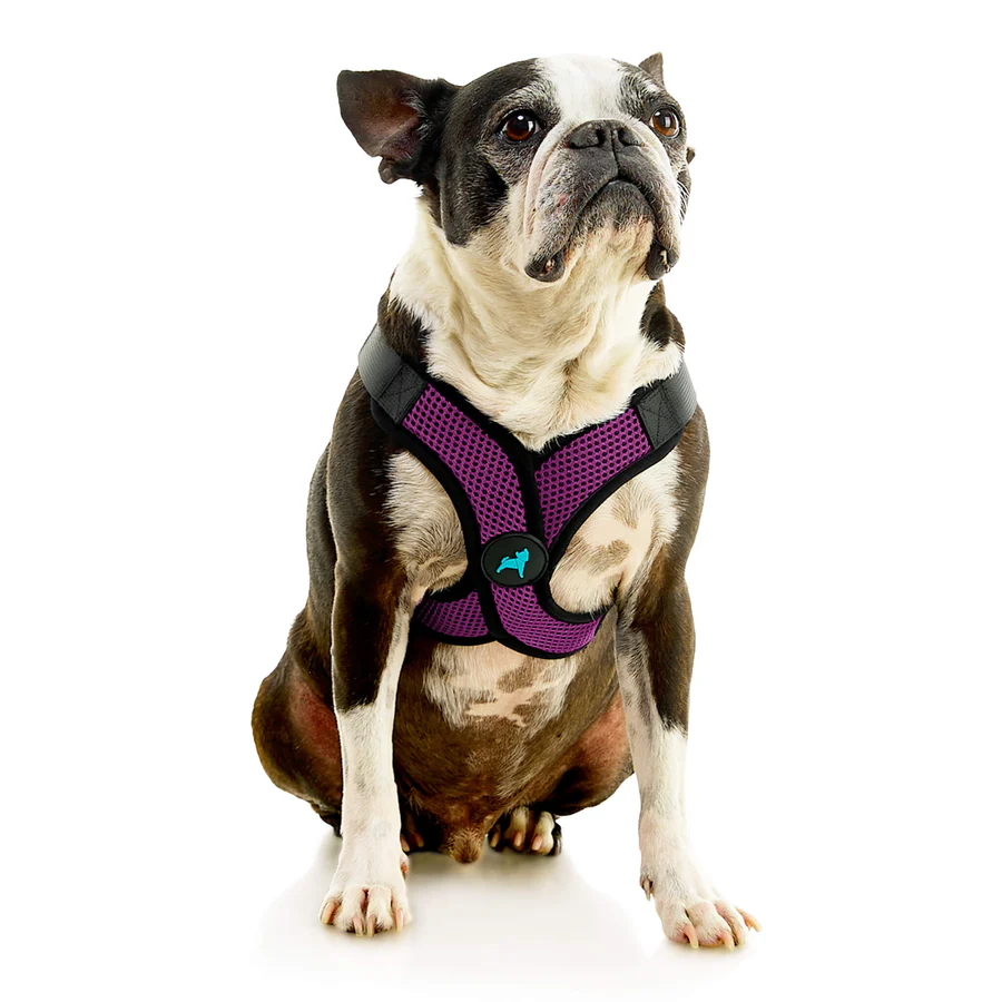 04234-miles-a-boston-terrier-wearing-comfort-x-step-in-lite-in-purple-sitting-down-front-view-2048x2048px