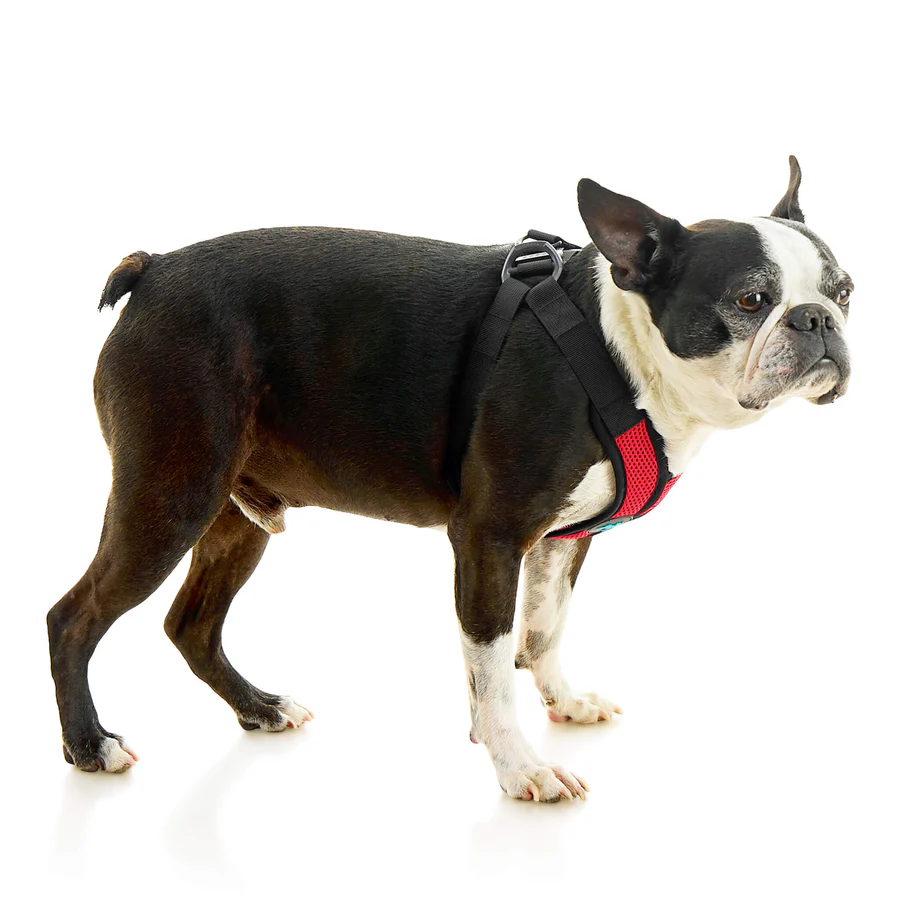 04234-miles-a-boston-terrier-wearing-comfort-x-step-in-lite-in-red-standing-up-side-view-2048x2048px