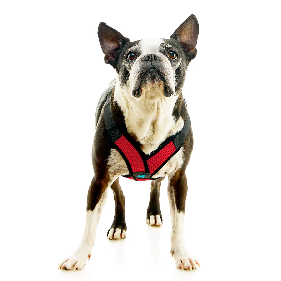 04234-miles-a-boston-terrier-wearing-comfort-x-step-in-lite-in-red-standing-up-front-view-2048x2048px