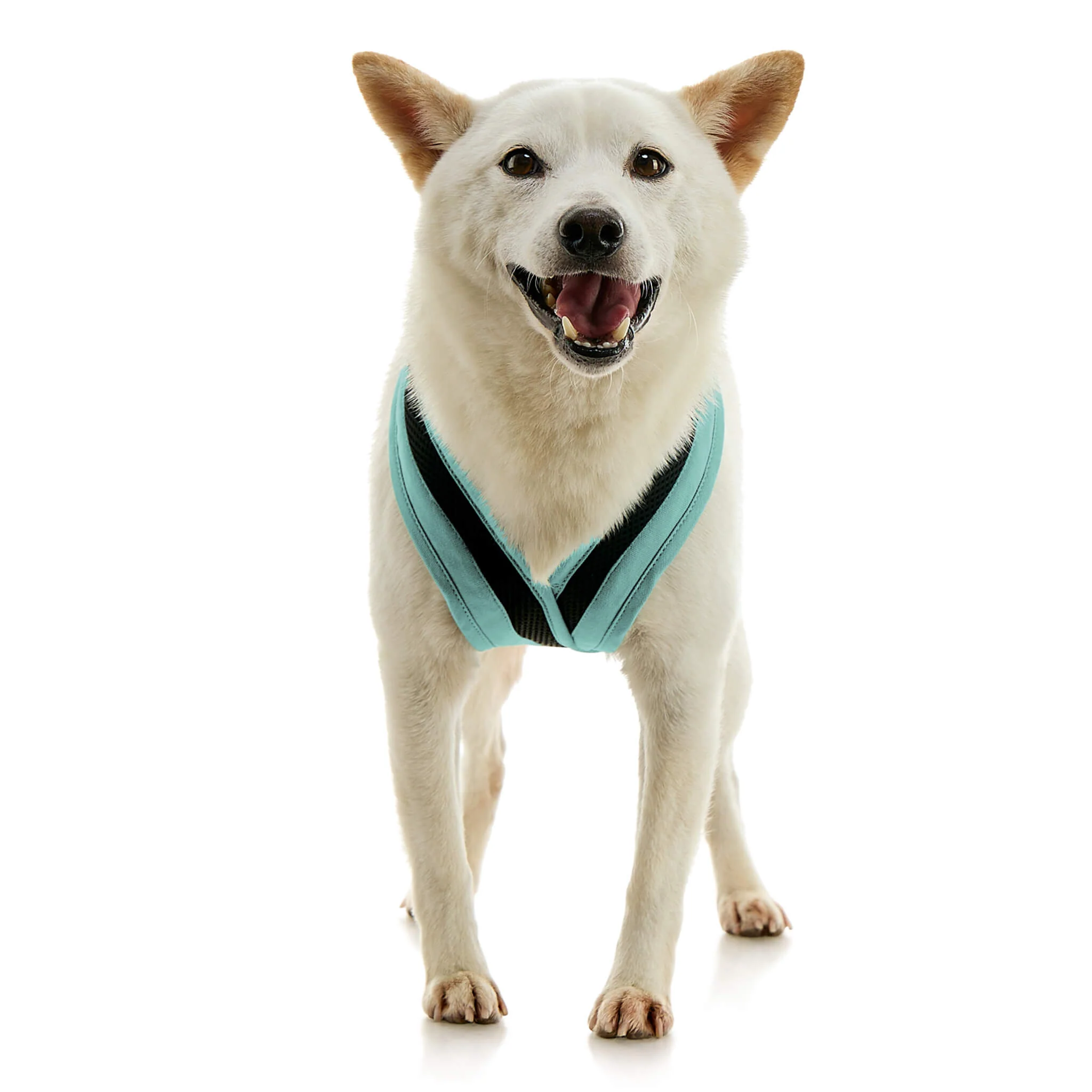 gooby-office-dog-loki-a-shiba-inu-standing-wearing-escape-free-comfort-x-one-in-seattle-blue-front-view-2048x2048px