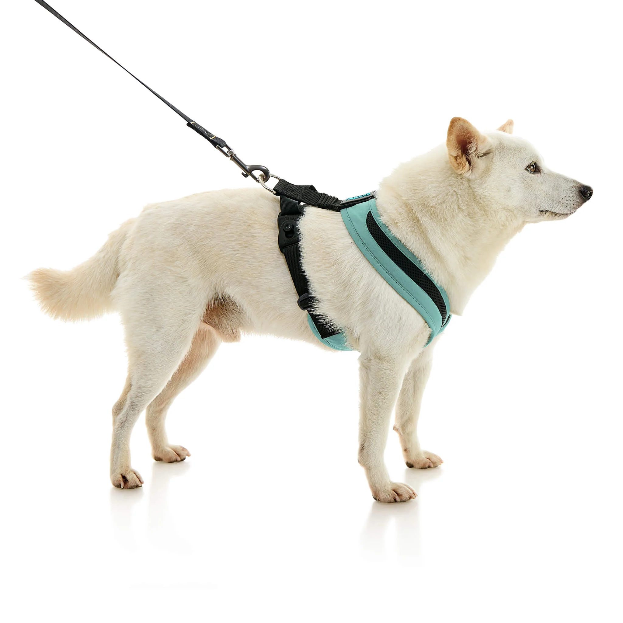 gooby-office-dog-loki-a-shiba-inu-standing-with-leash-wearing-escape-free-comfort-x-one-in-seattle-blue-side-view-2048x2048px