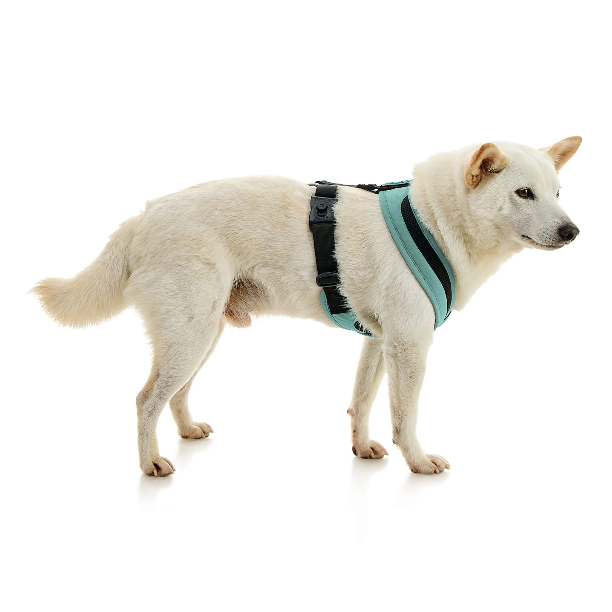 gooby-office-dog-loki-a-shiba-inu-standing-wearing-escape-free-comfort-x-one-in-seattle-blue-side-view-2048x2048px