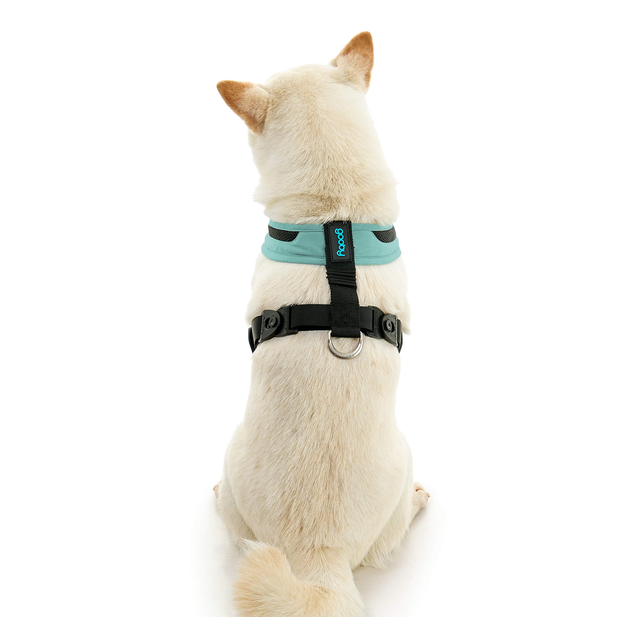 gooby-office-dog-loki-a-shiba-inu-sitting-wearing-escape-free-comfort-x-one-in-seattle-blue-back-view-2048x2048px