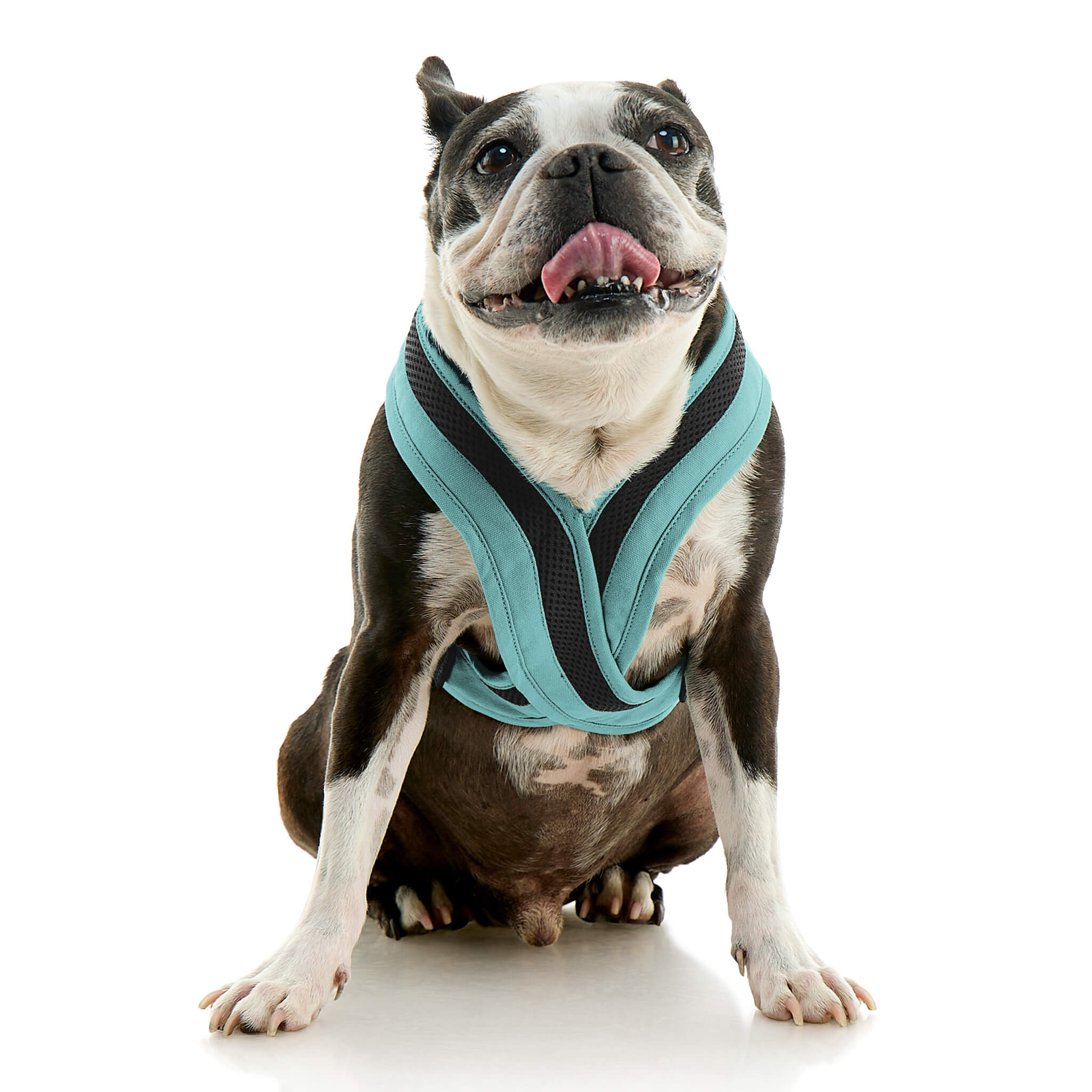 gooby-office-dog-miles-a-boston-terrier-sitting-wearing-escape-free-comfort-x-one-in-seattle-blue-front-view-2048x2048px