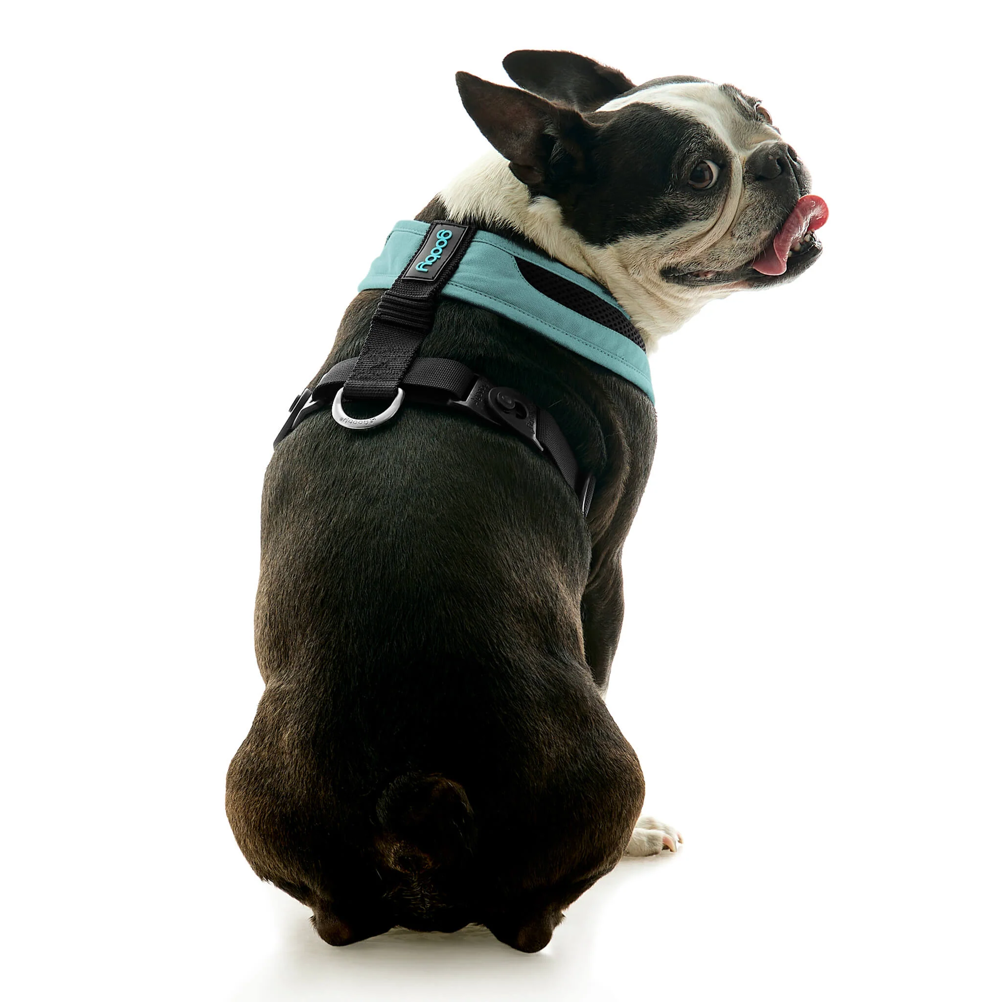 gooby-office-dog-miles-a-boston-terrier-sitting-wearing-escape-free-comfort-x-one-in-seattle-blue-back-view-2048x2048px