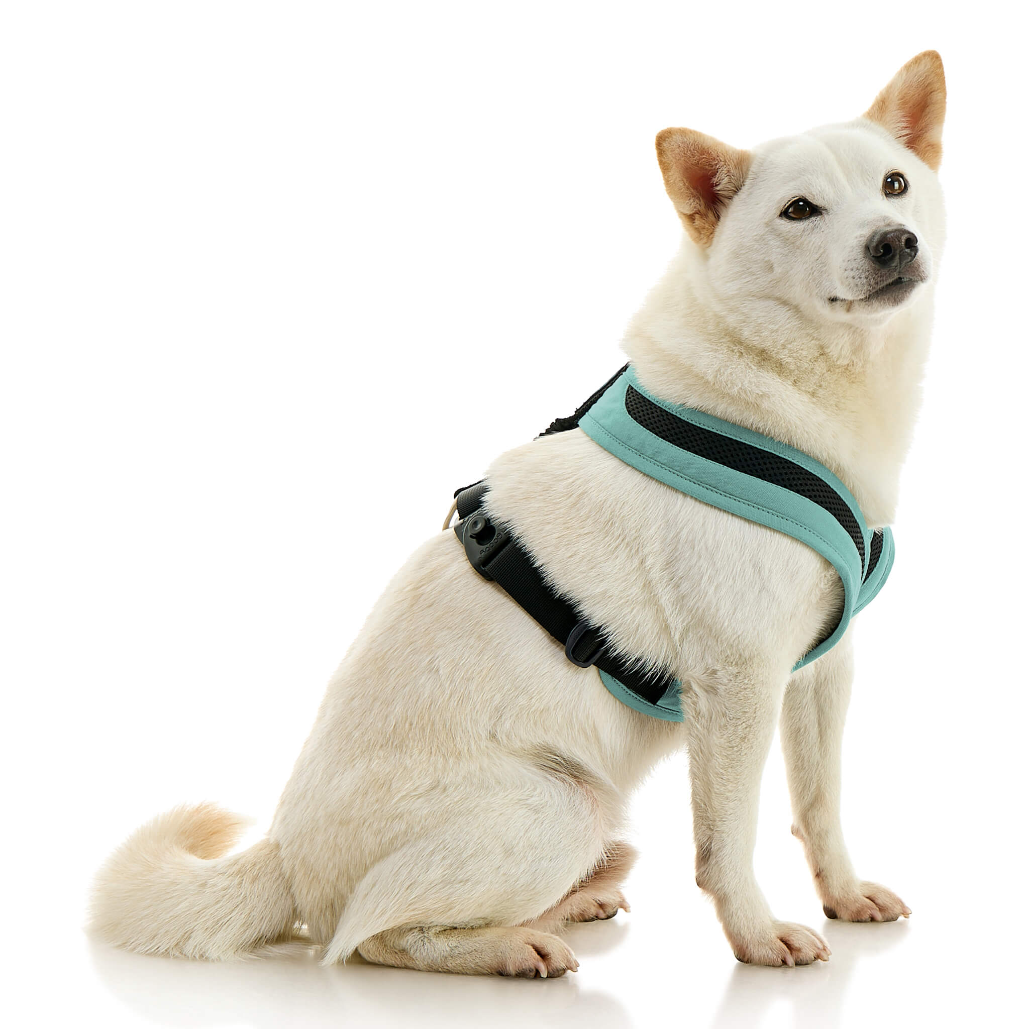 gooby-office-dog-loki-a-shiba-inu-sitting-wearing-escape-free-comfort-x-one-in-seattle-blue-side-view-2048x2048px