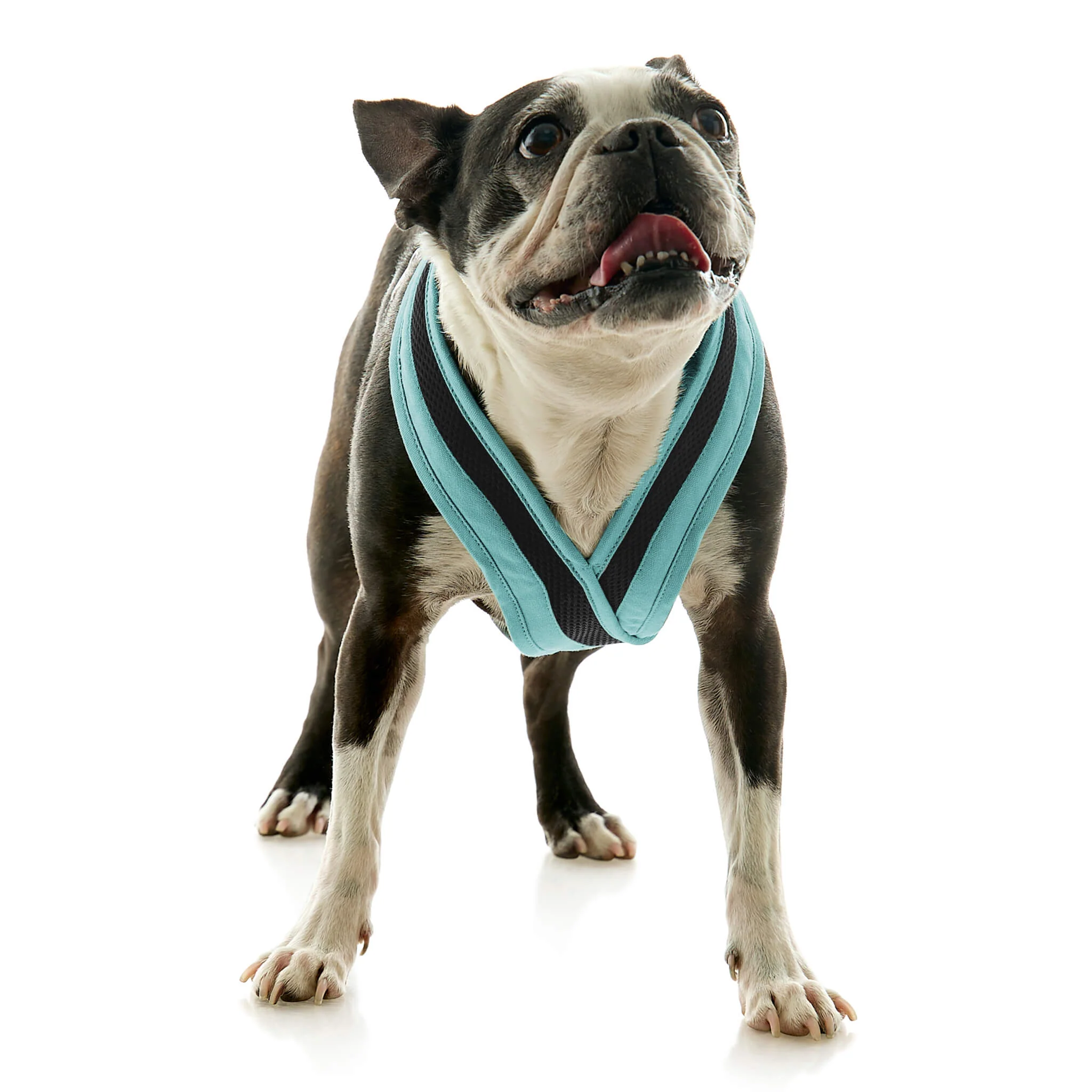 gooby-office-dog-miles-a-boston-terrier-standing-wearing-escape-free-comfort-x-one-in-seattle-blue-front-view-2048x2048px