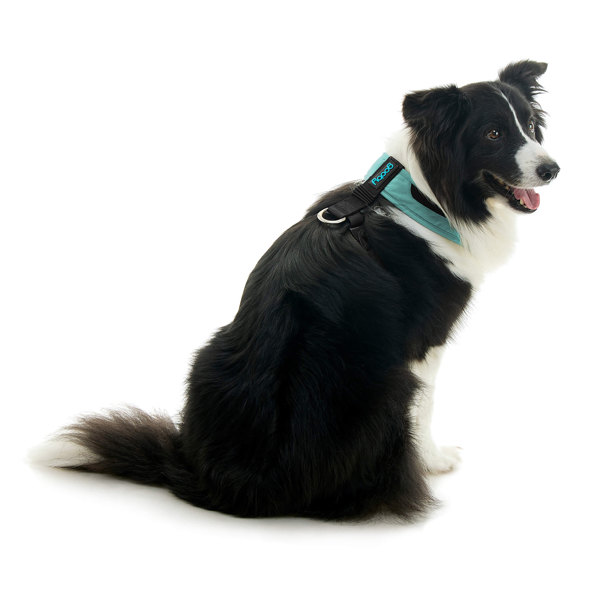 gooby-office-dog-oreo-a-border-collie-sitting-wearing-escape-free-comfort-x-one-in-seattle-blue-back-view-2048x2048px