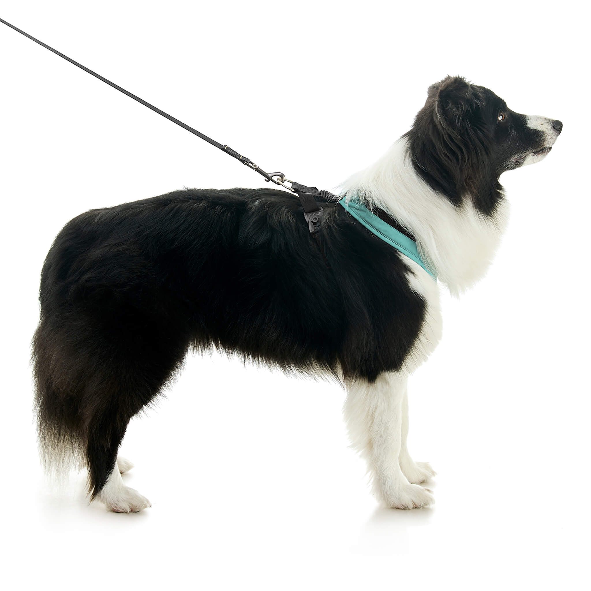 gooby-office-dog-oreo-a-border-collie-sitting-with-leash-wearing-escape-free-comfort-x-one-in-seattle-blue-side-view-2048x2048px