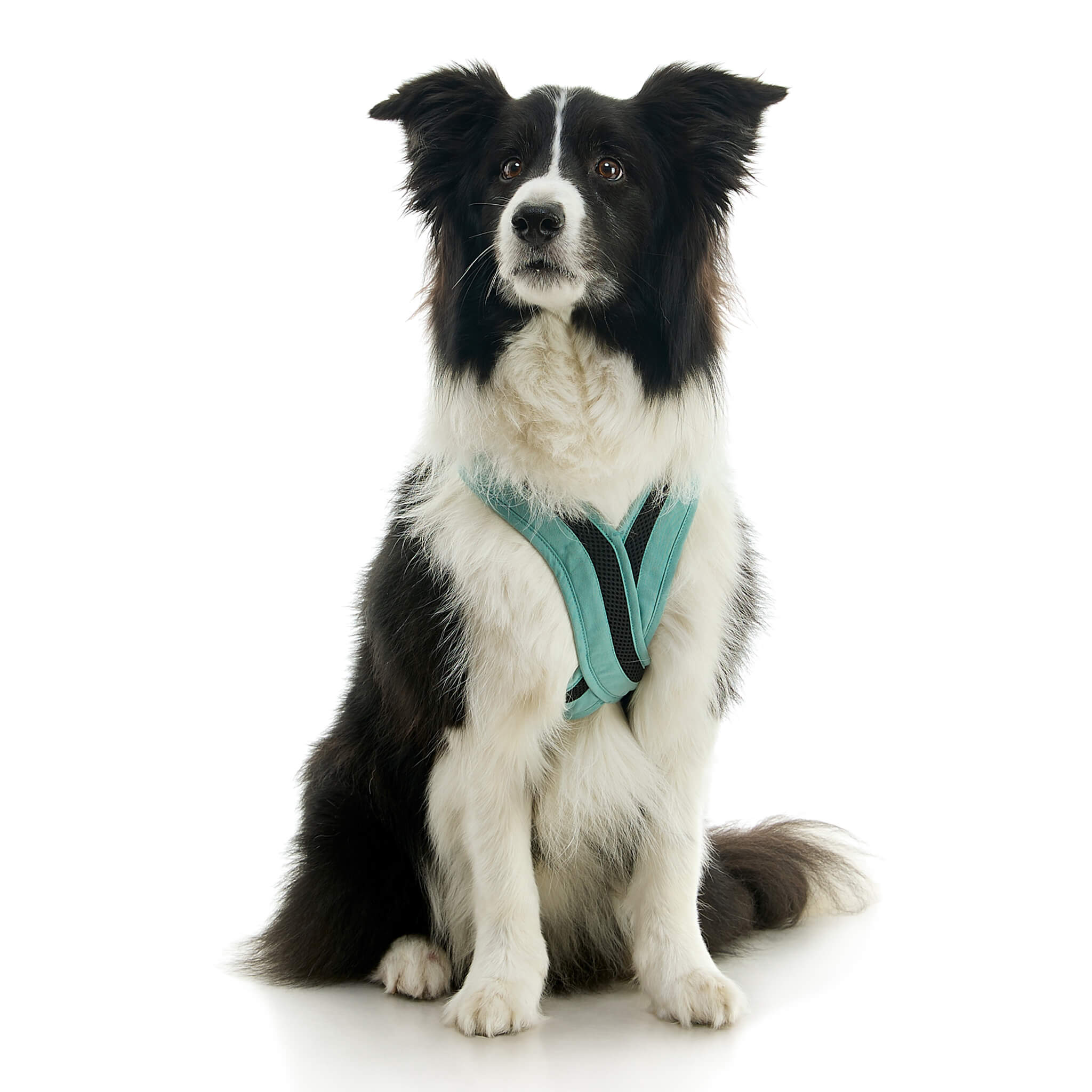 gooby-office-dog-oreo-a-border-collie-sitting-wearing-escape-free-comfort-x-one-in-seattle-blue-front-view-2048x2048px