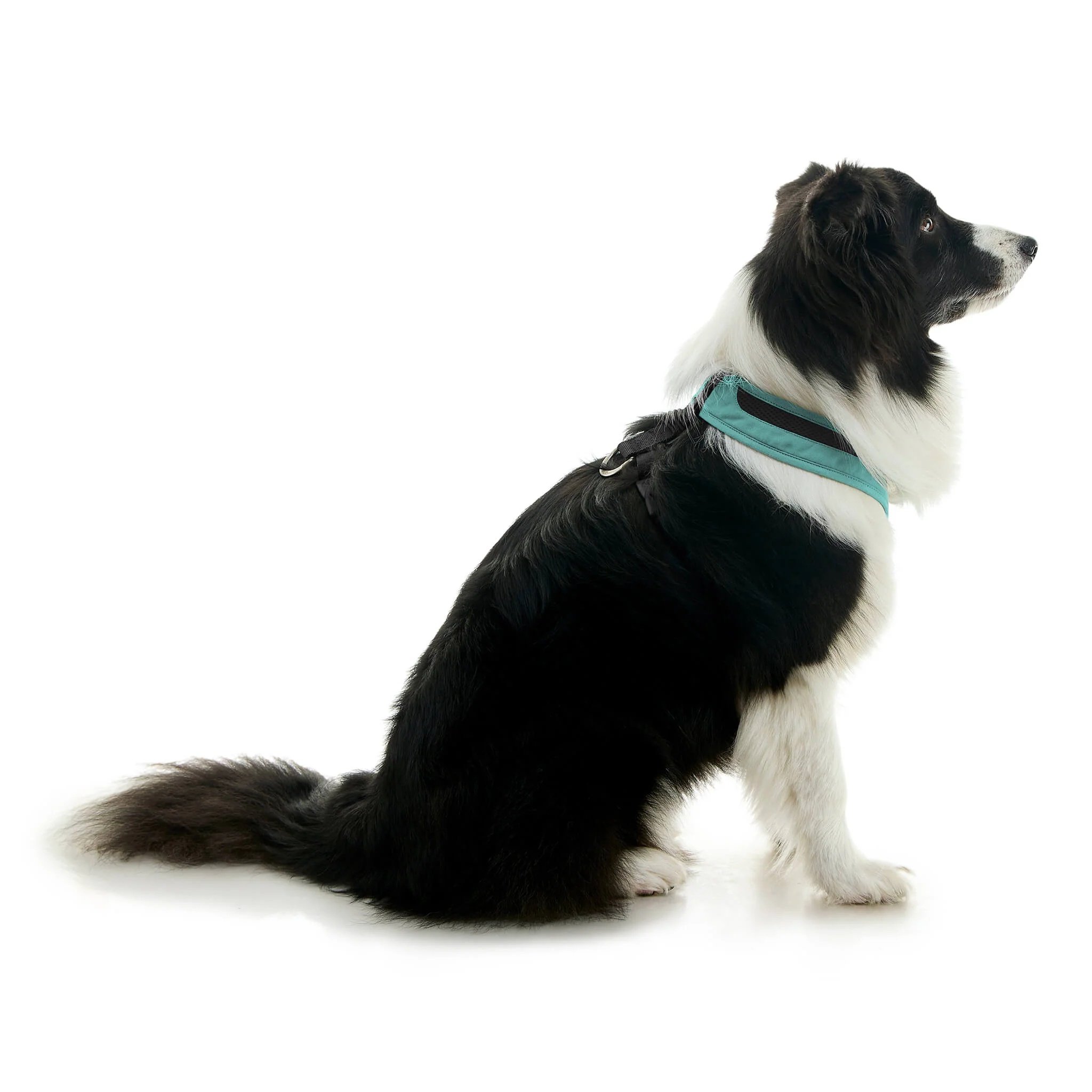gooby-office-dog-oreo-a-border-collie-sitting-wearing-escape-free-comfort-x-one-in-seattle-blue-side-view-2048x2048px