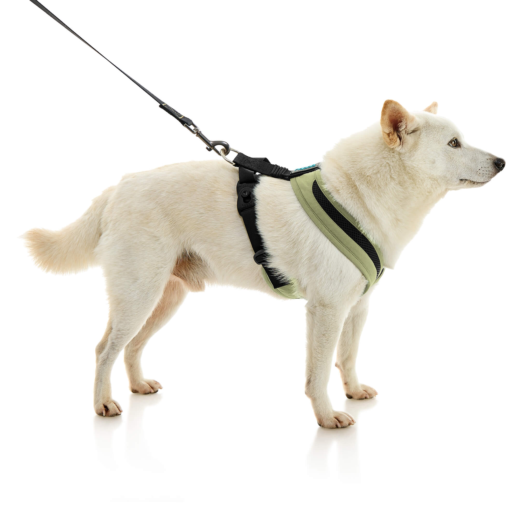 gooby-office-dog-loki-a-shiba-inu-standing-with-leash-wearing-escape-free-comfort-x-one-in-portland-green-side-view-2048x2048px