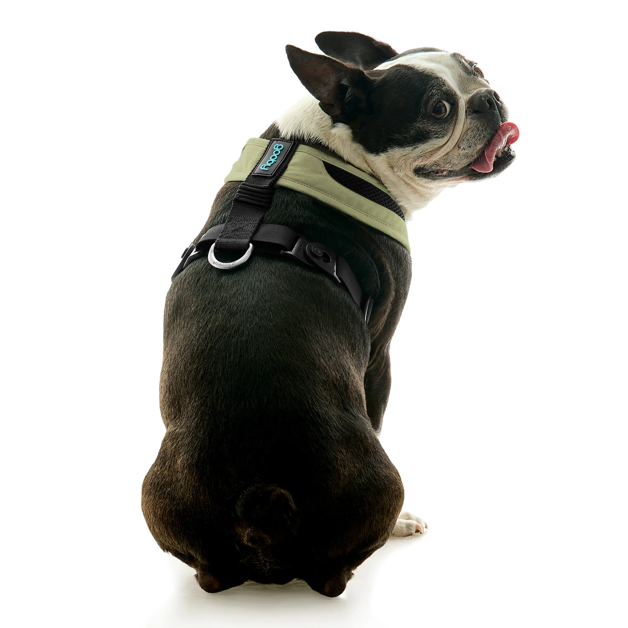 gooby-office-dog-miles-a-boston-terrier-sitting-wearing-escape-free-comfort-x-one-in-portland-green-back-view-2048x2048px