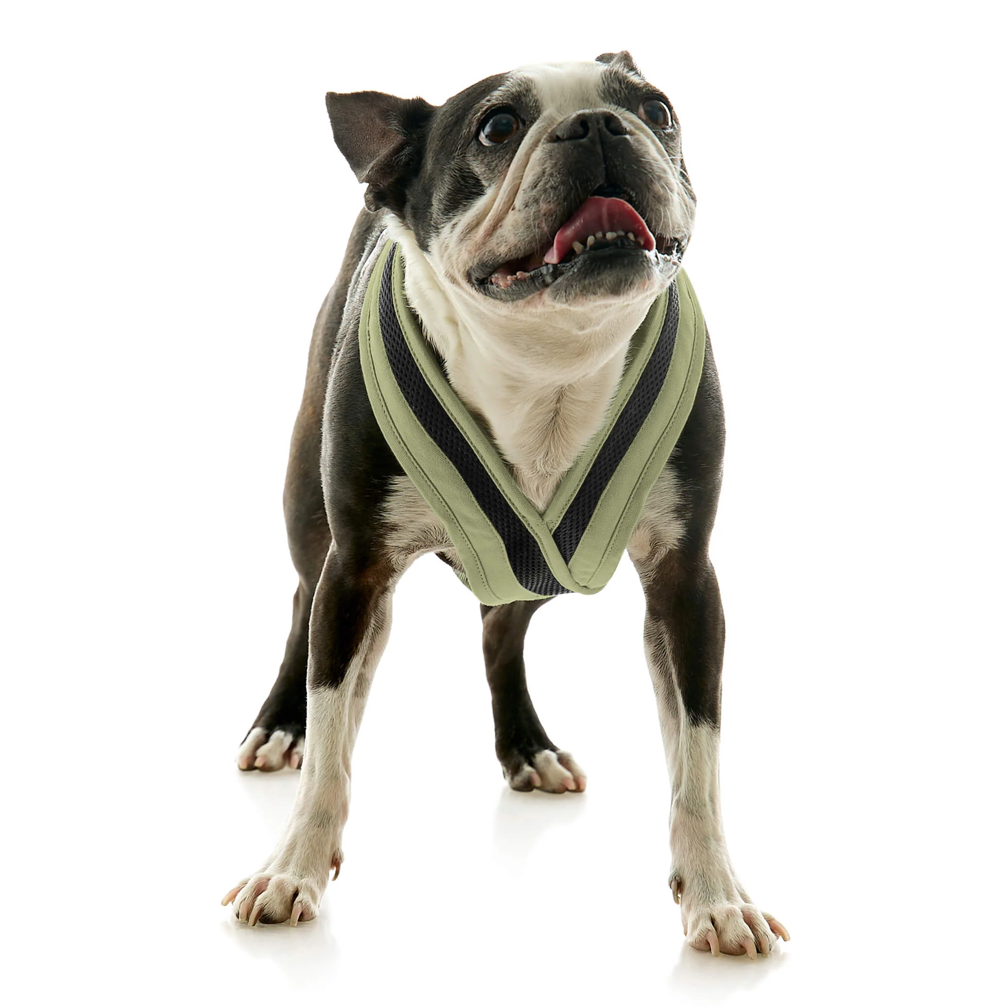 gooby-office-dog-miles-a-boston-terrier-standing-wearing-escape-free-comfort-x-one-in-portland-green-front-view-2048x2048px