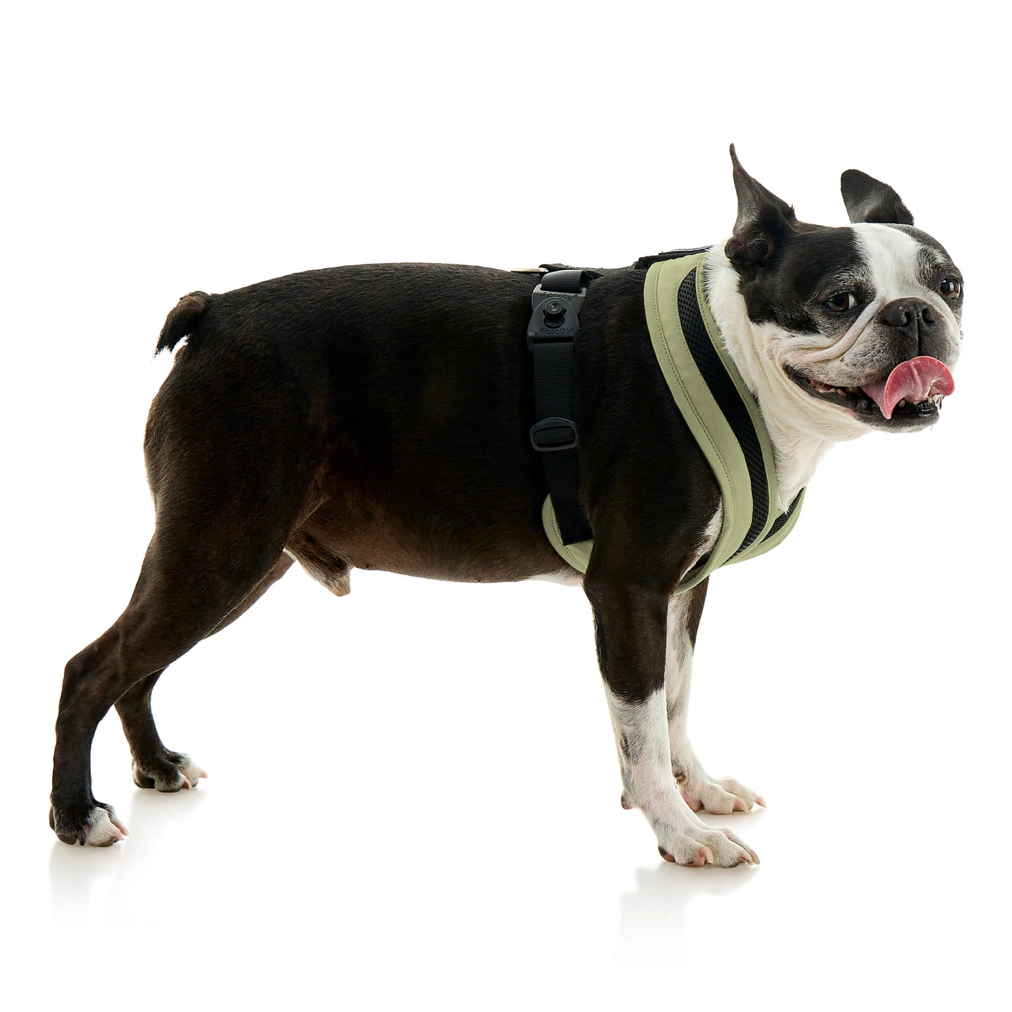gooby-office-dog-miles-a-boston-terrier-standing-wearing-escape-free-comfort-x-one-in-portland-green-side-view-2048x2048px