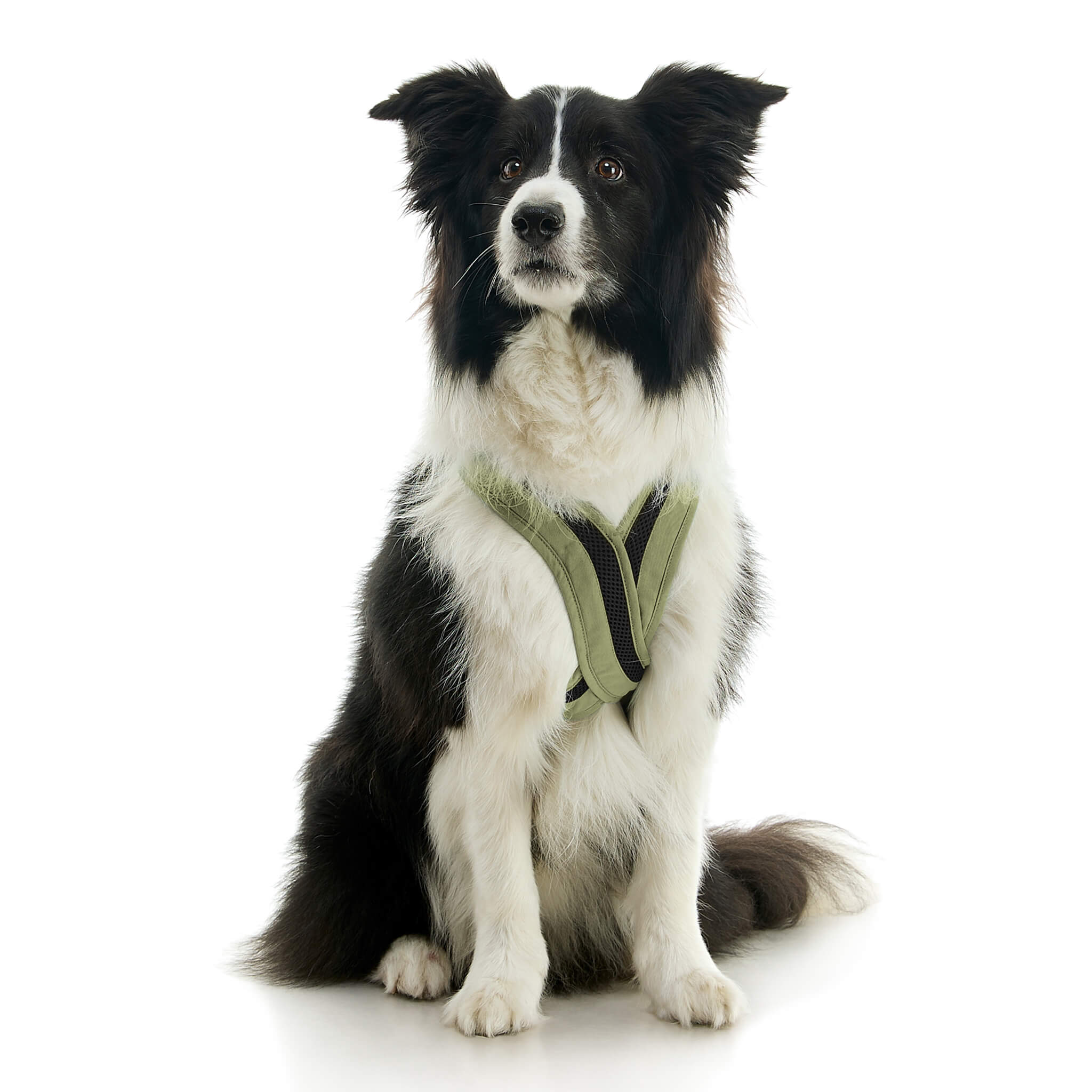 gooby-office-dog-oreo-a-border-collie-sitting-wearing-escape-free-comfort-x-one-in-portland-green-front-view-2048x2048px