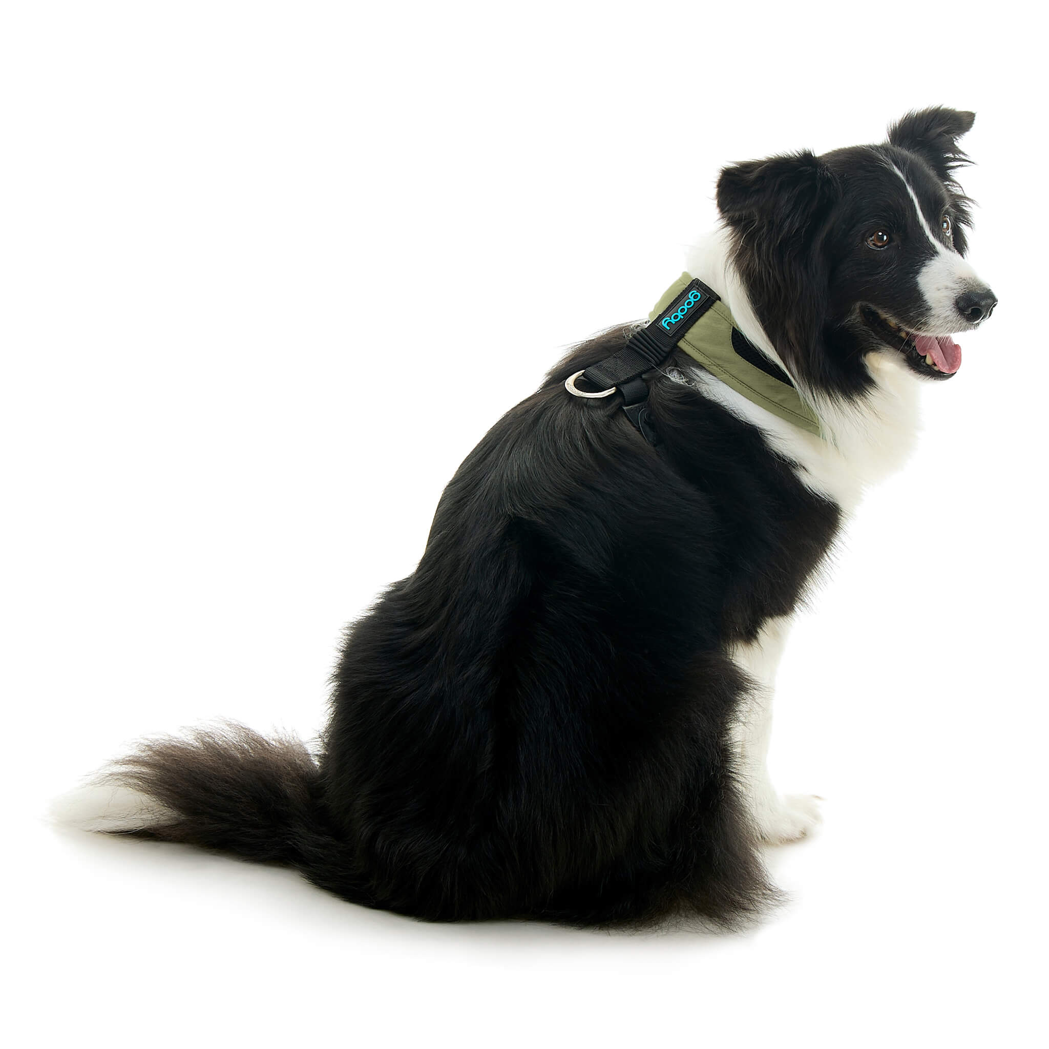 gooby-office-dog-oreo-a-border-collie-sitting-wearing-escape-free-comfort-x-one-in-portland-green-back-view-2048x2048px
