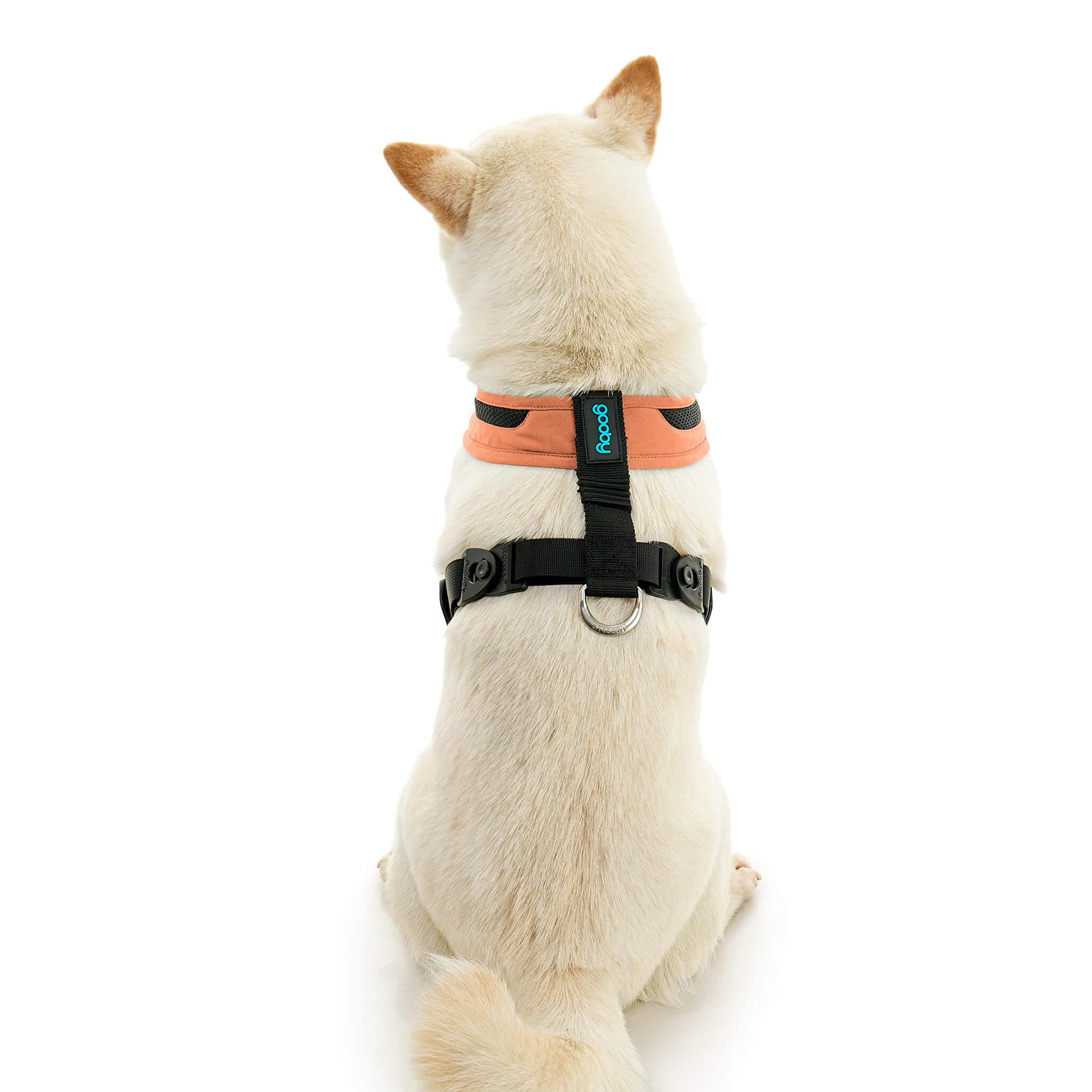gooby-office-dog-loki-a-shiba-inu-sitting-wearing-escape-free-comfort-x-one-in-atlanta-peach-back-view-2048x2048px