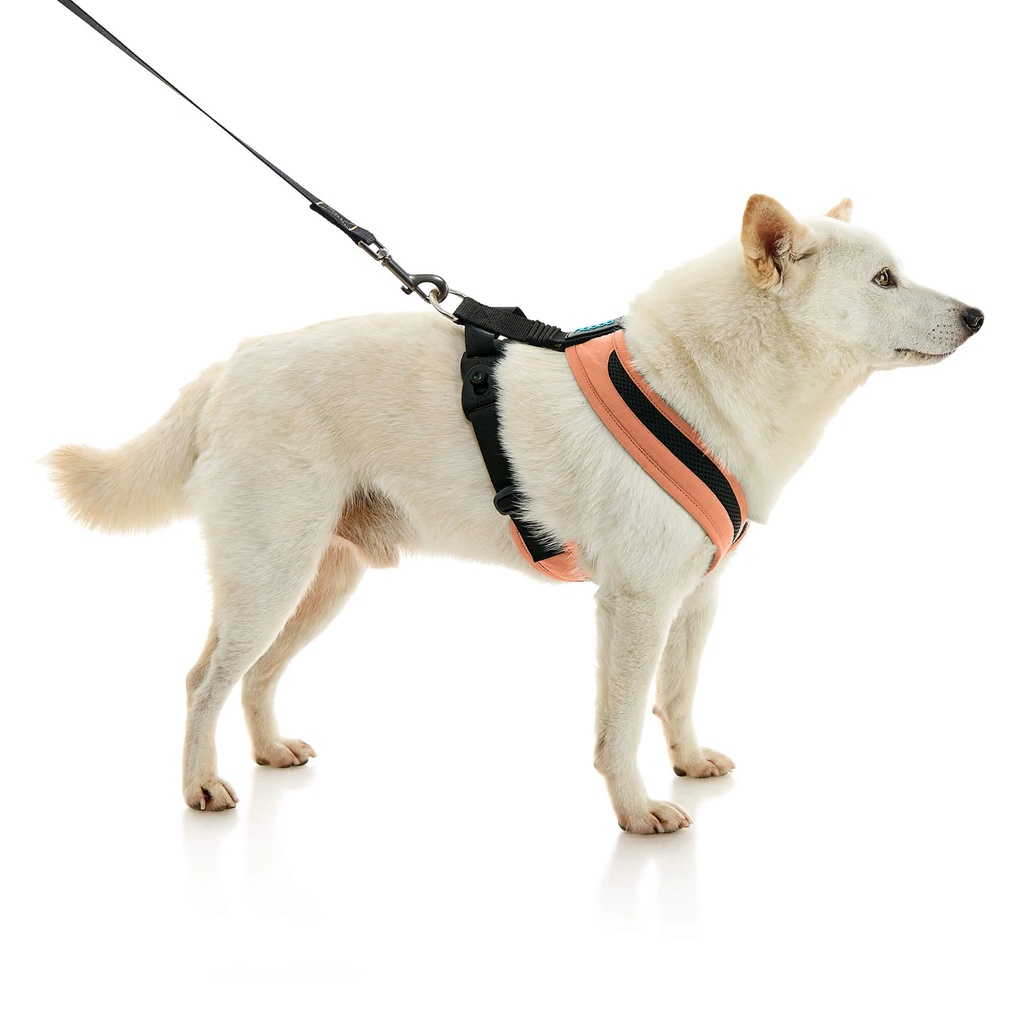 gooby-office-dog-loki-a-shiba-inu-standing-with-leash-wearing-escape-free-comfort-x-one-in-atlanta-peachh-side-view-2048x2048px
