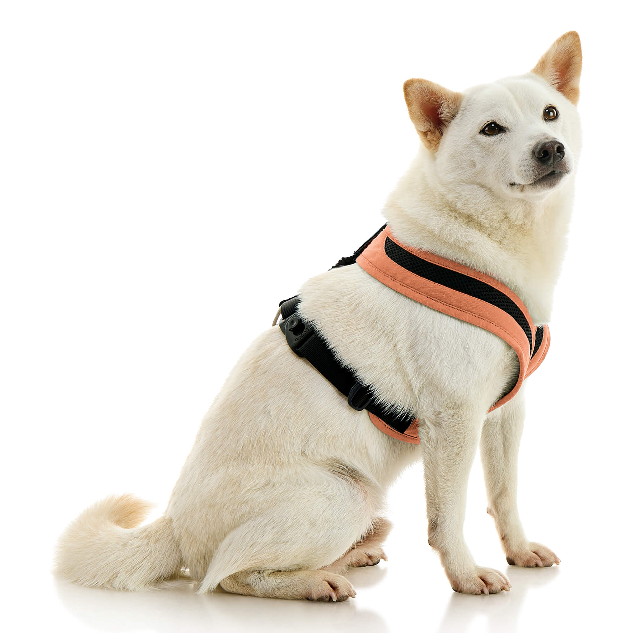gooby-office-dog-loki-a-shiba-inu-sitting-wearing-escape-free-comfort-x-one-in-atlanta-peach-side-view-2048x2048px