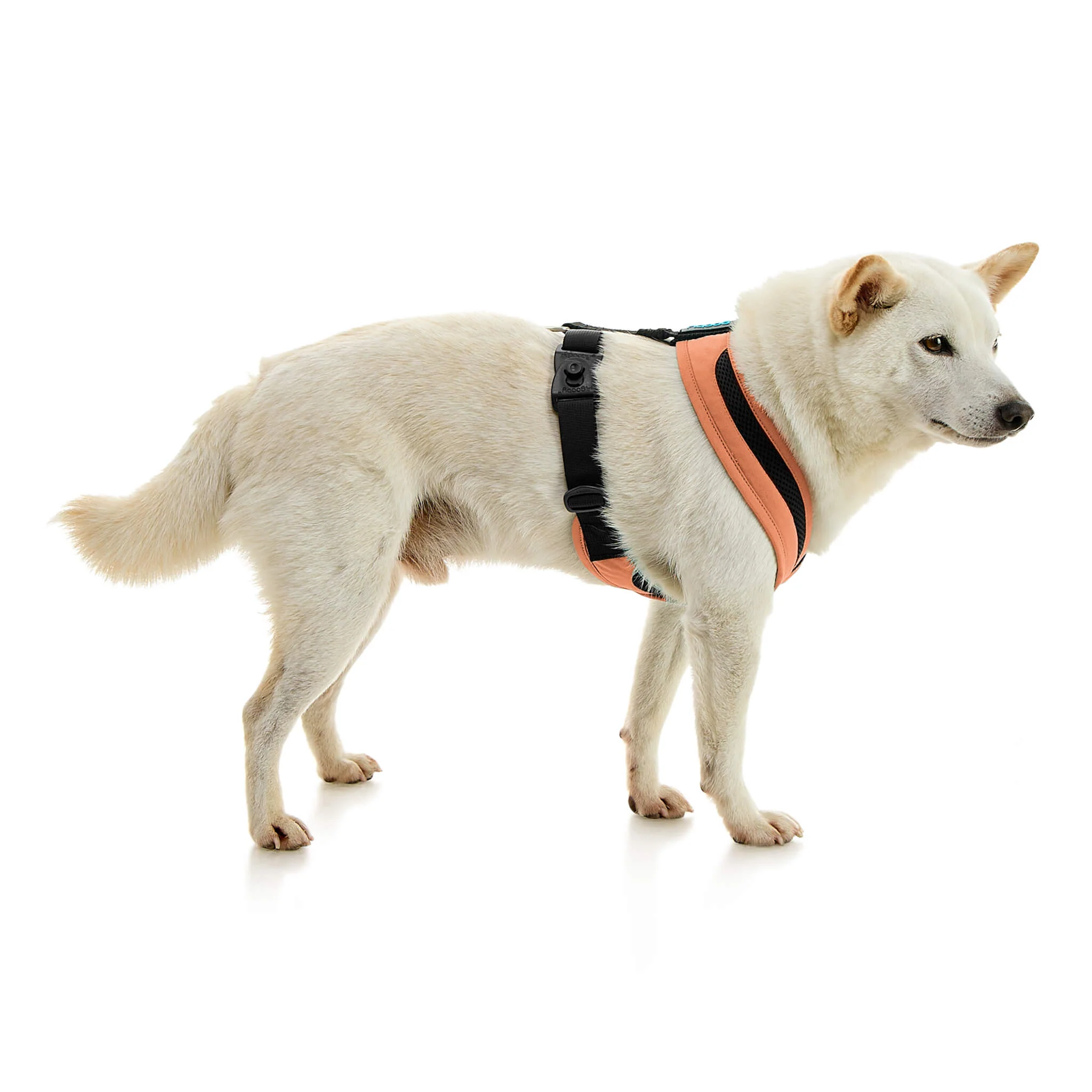 gooby-office-dog-loki-a-shiba-inu-standing-wearing-escape-free-comfort-x-one-in-atlanta-peach-side-view-2048x2048px