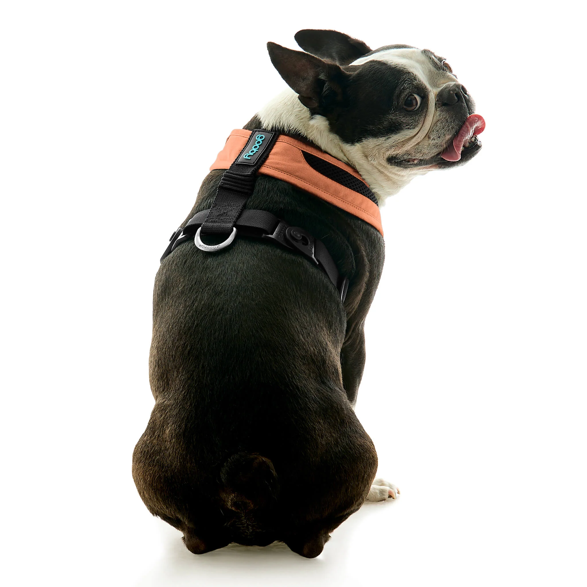 gooby-office-dog-miles-a-boston-terrier-sitting-wearing-escape-free-comfort-x-one-in-atlanta-peach-back-view-2048x2048px
