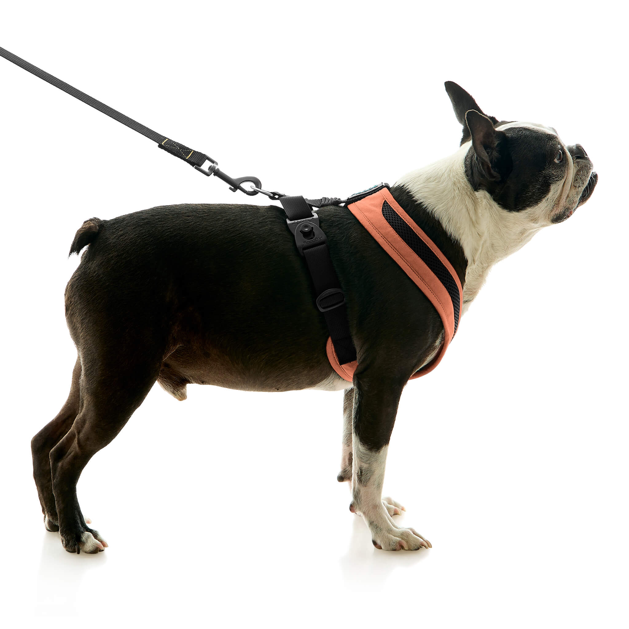 gooby-office-dog-miles-a-boston-terrier-standing-wearing-escape-free-comfort-x-one-with-leash-in-atlanta-peach-side-view-2048x2048px