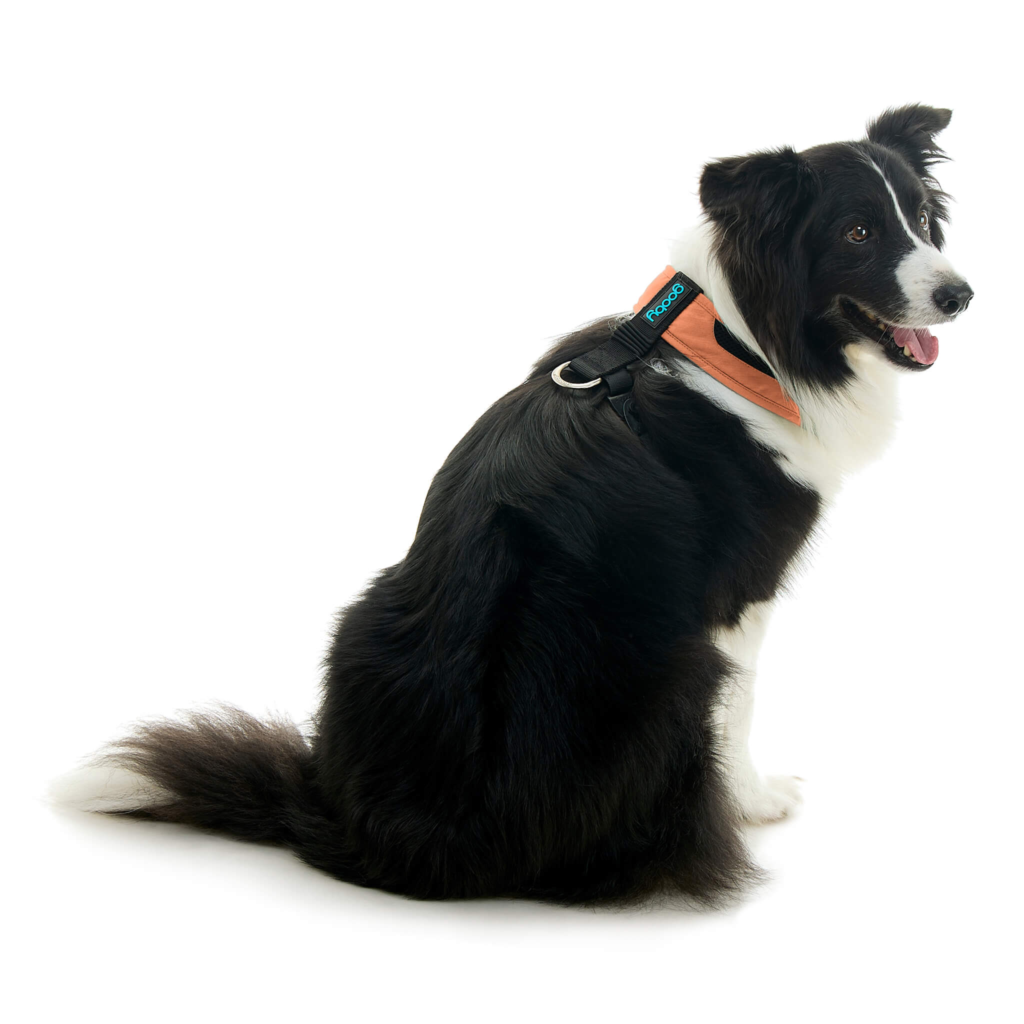 gooby-office-dog-oreo-a-border-collie-sitting-wearing-escape-free-comfort-x-one-in-atlanta-peach-back-view-2048x2048px