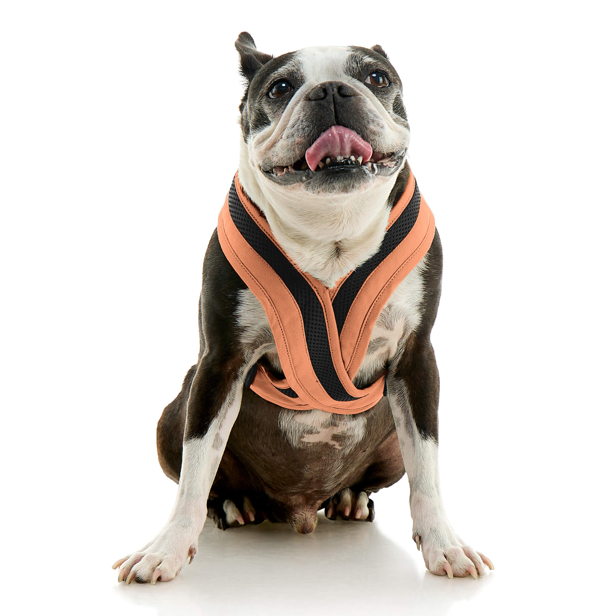 gooby-office-dog-miles-a-boston-terrier-sitting-wearing-escape-free-comfort-x-one-in-atlanta-peach-front-view-2048x2048px