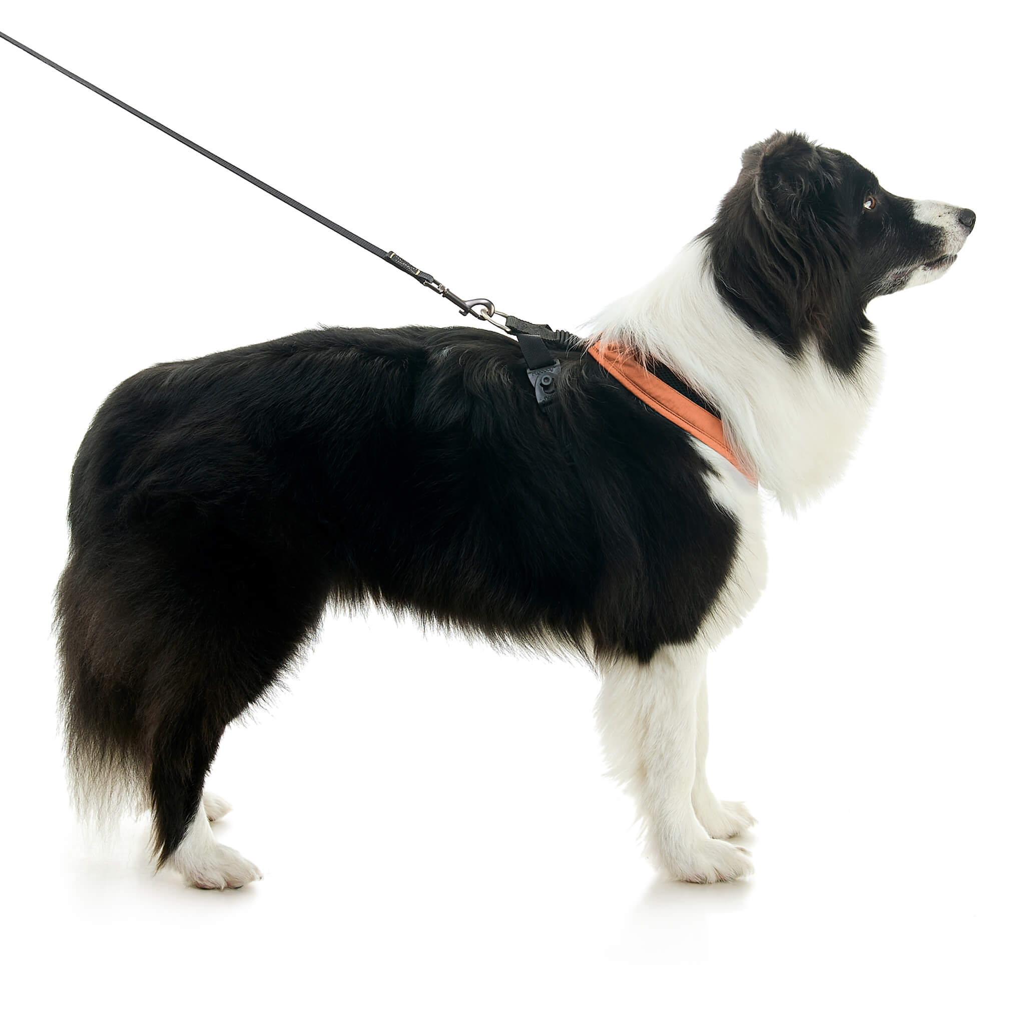gooby-office-dog-oreo-a-border-collie-sitting-with-leash-wearing-escape-free-comfort-x-one-in-atlanta-peach-side-view-2048x2048px