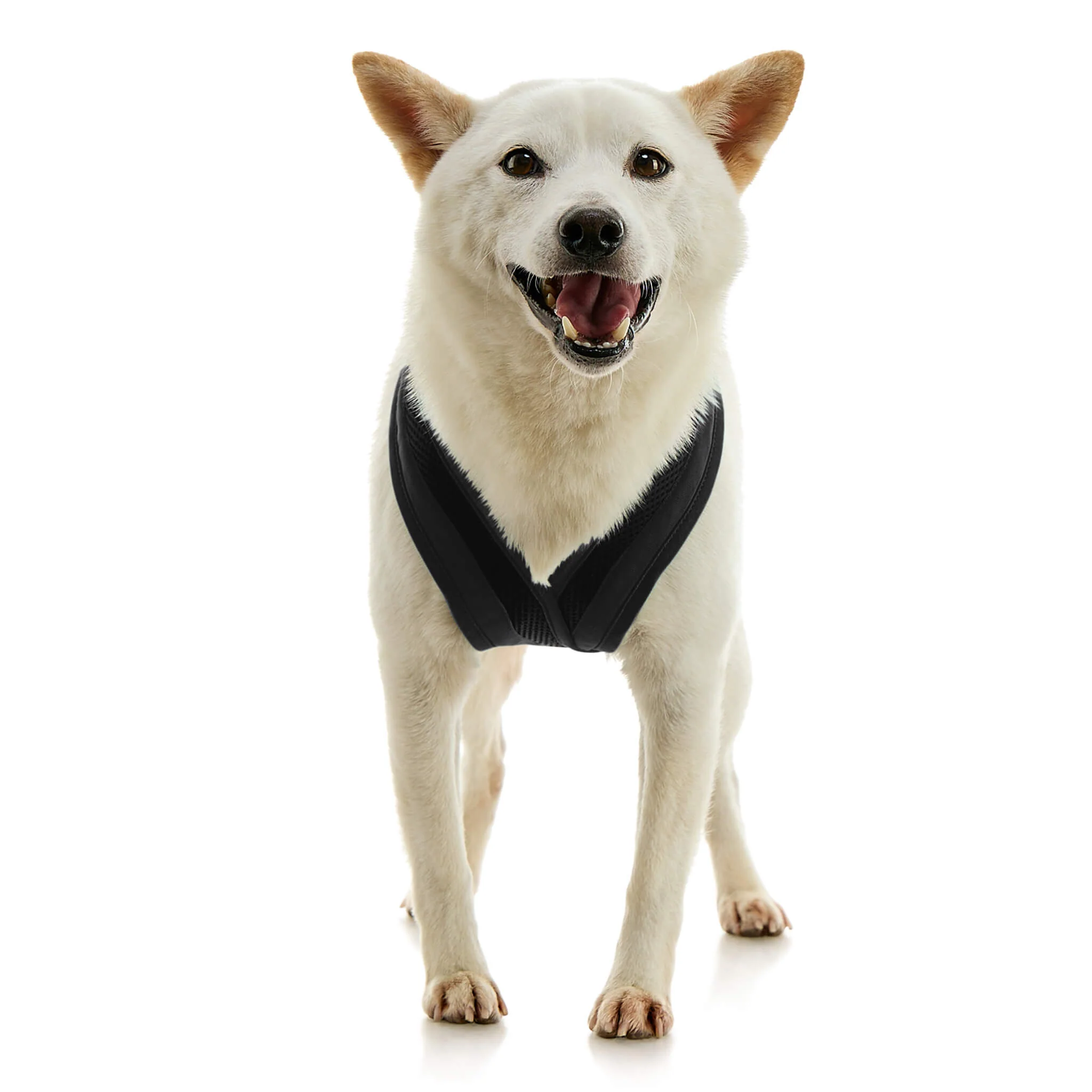 gooby-office-dog-loki-a-shiba-inu-standing-wearing-escape-free-comfort-x-one-in-black-front-view-2048x2048px-tinified