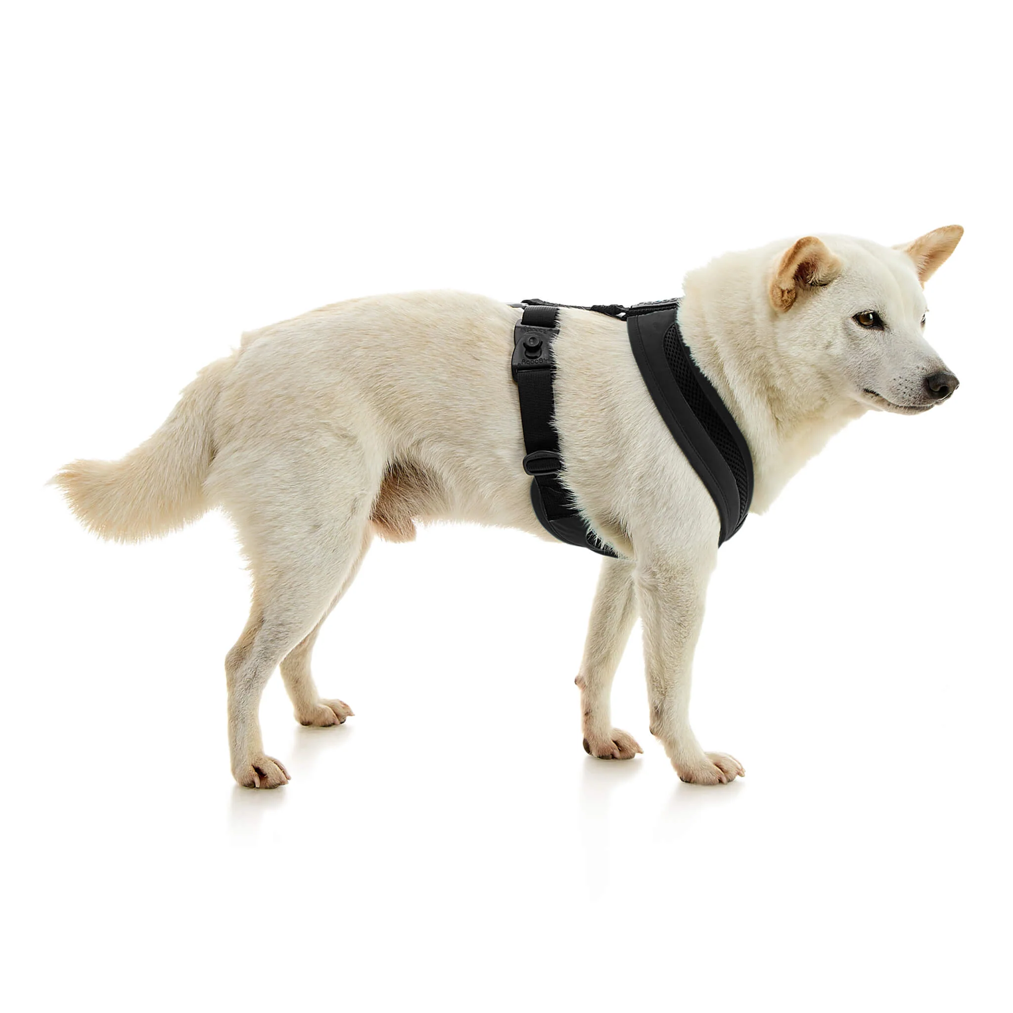 gooby-office-dog-loki-a-shiba-inu-standing-wearing-escape-free-comfort-x-one-in-black-side-view-2048x2048px-tinified