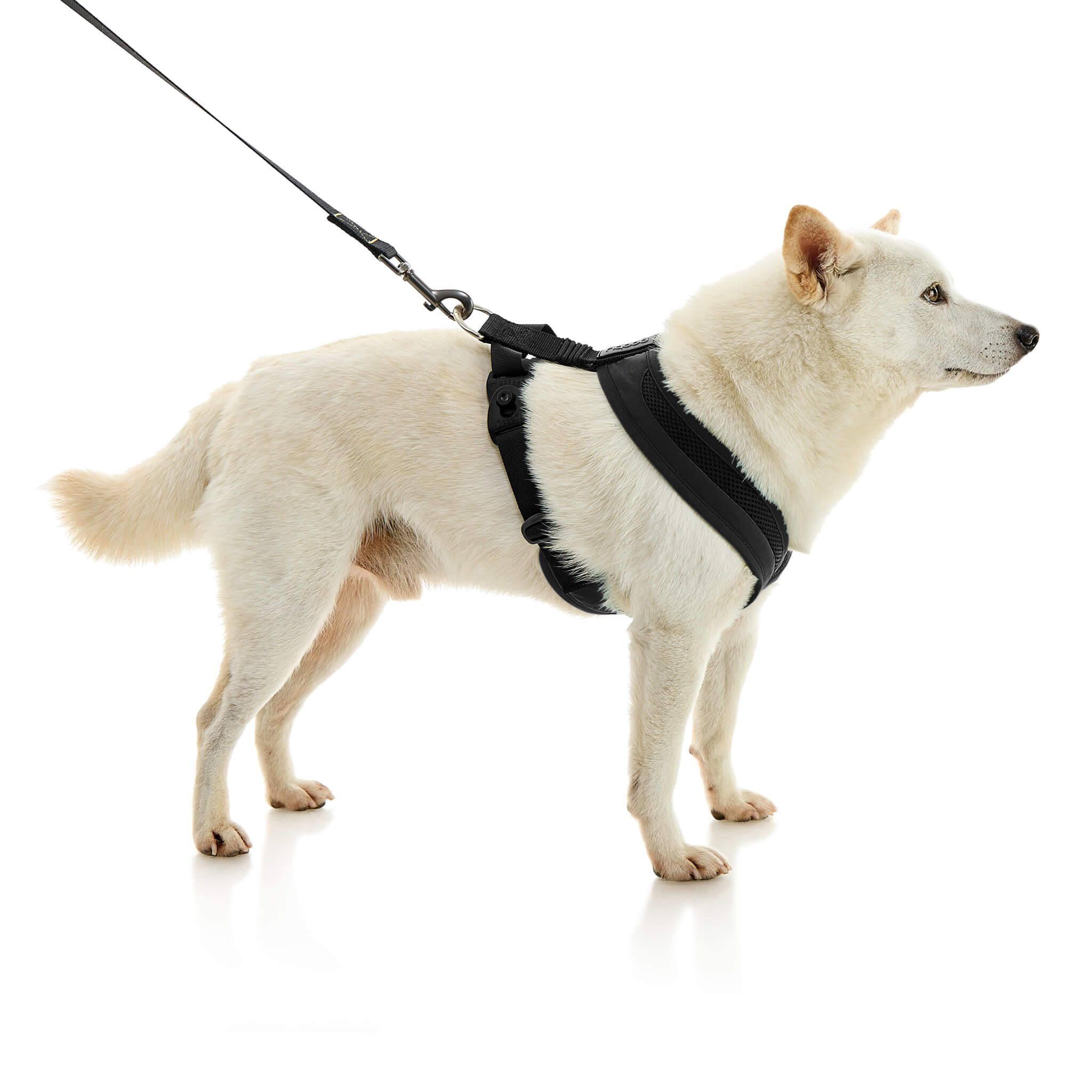gooby-office-dog-loki-a-shiba-inu-standing-with-leash-wearing-escape-free-comfort-x-one-in-black-side-view-2048x2048px-tinified