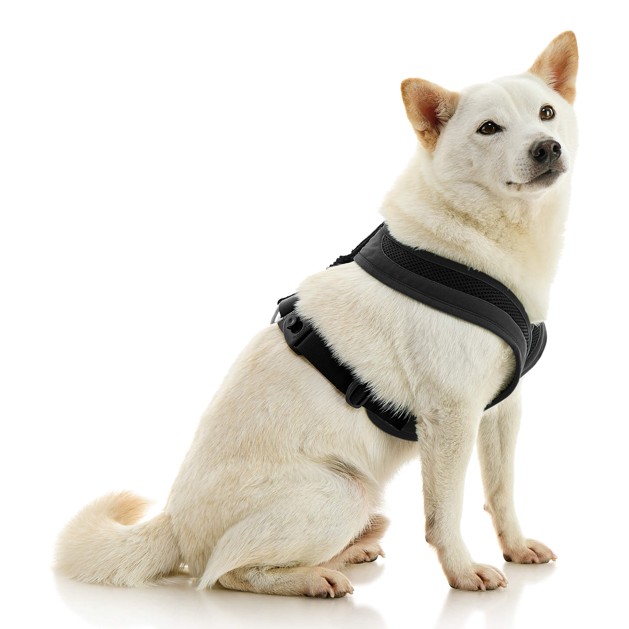 gooby-office-dog-loki-a-shiba-inu-sitting-wearing-escape-free-comfort-x-one-in-black-side-view-2048x2048px-tinified