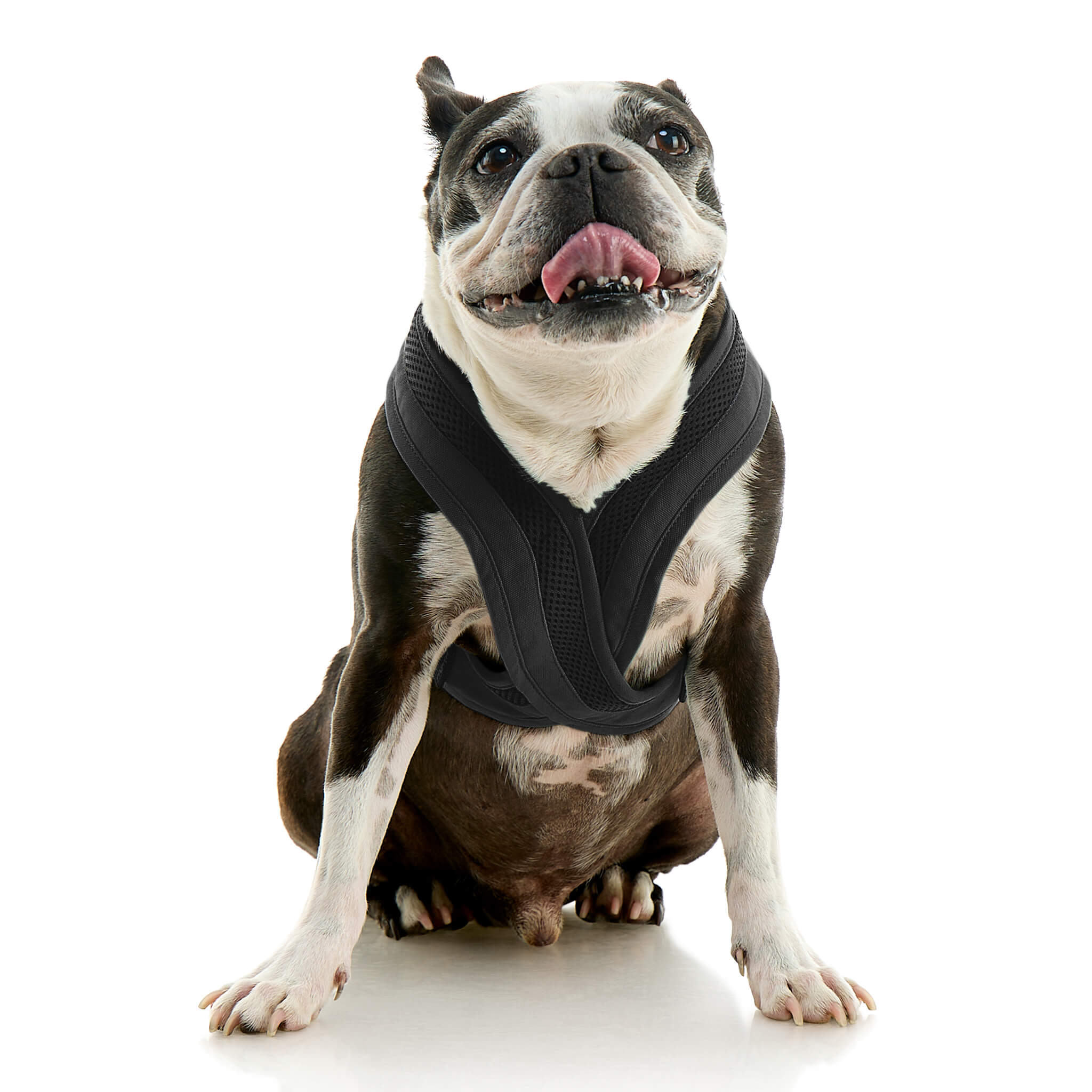 gooby-office-dog-miles-a-boston-terrier-sitting-wearing-escape-free-comfort-x-one-in-black-front-view-2048x2048px-tinified