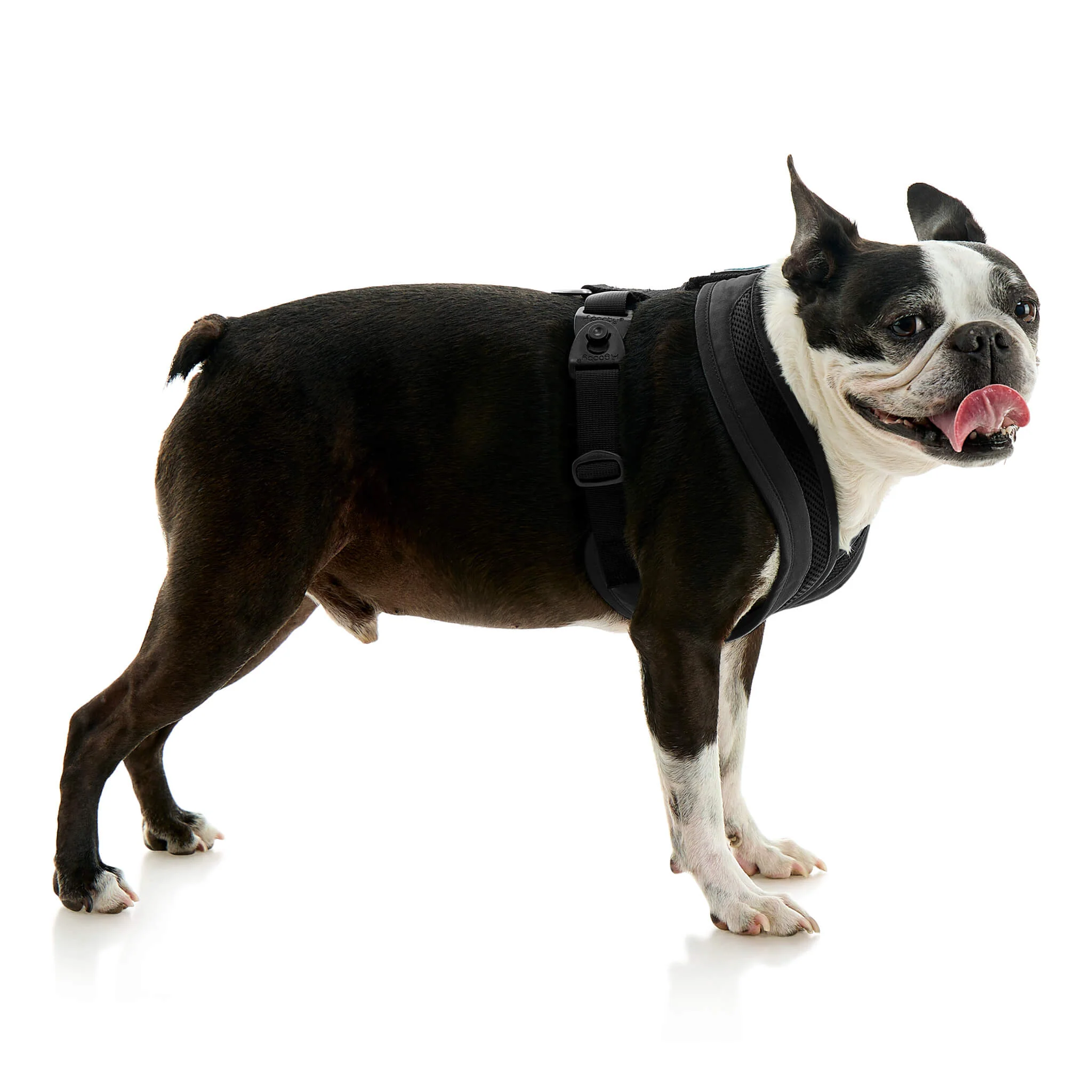gooby-office-dog-miles-a-boston-terrier-standing-wearing-escape-free-comfort-x-one-in-black-side-view-2048x2048px-tinified